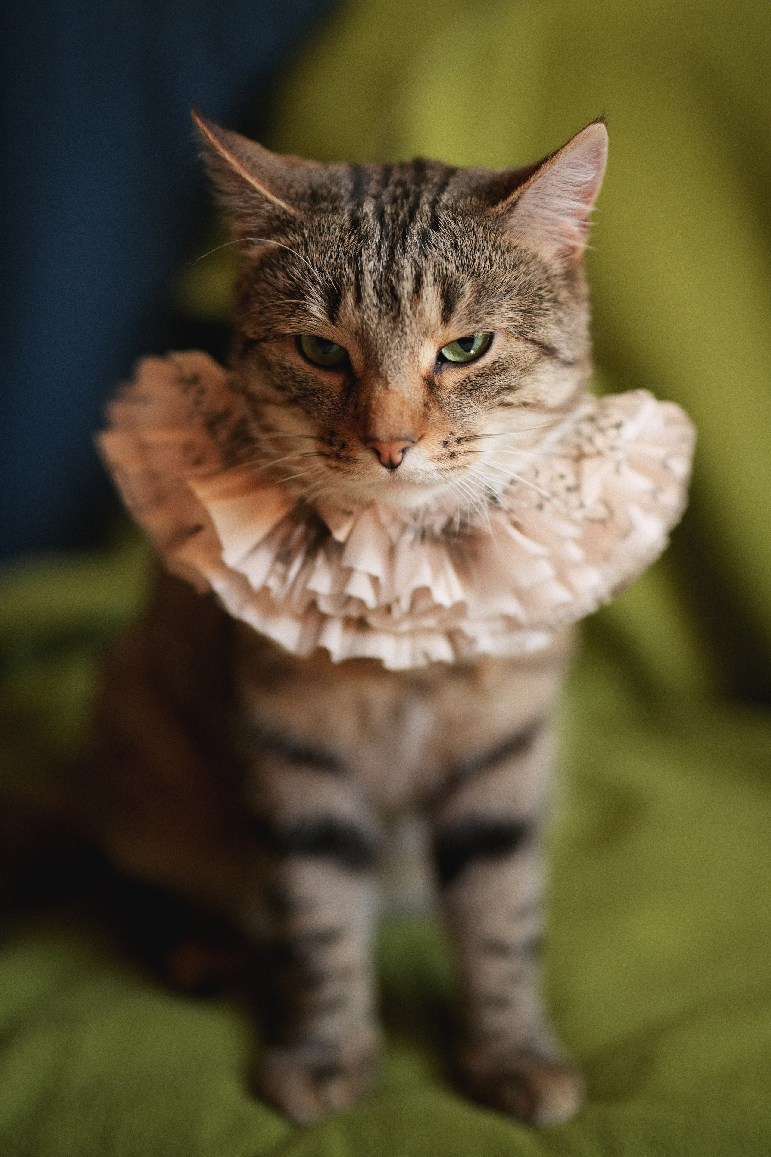 «Мур-Мяу» Котокафе. Фотограф Елена Буданова Тверь