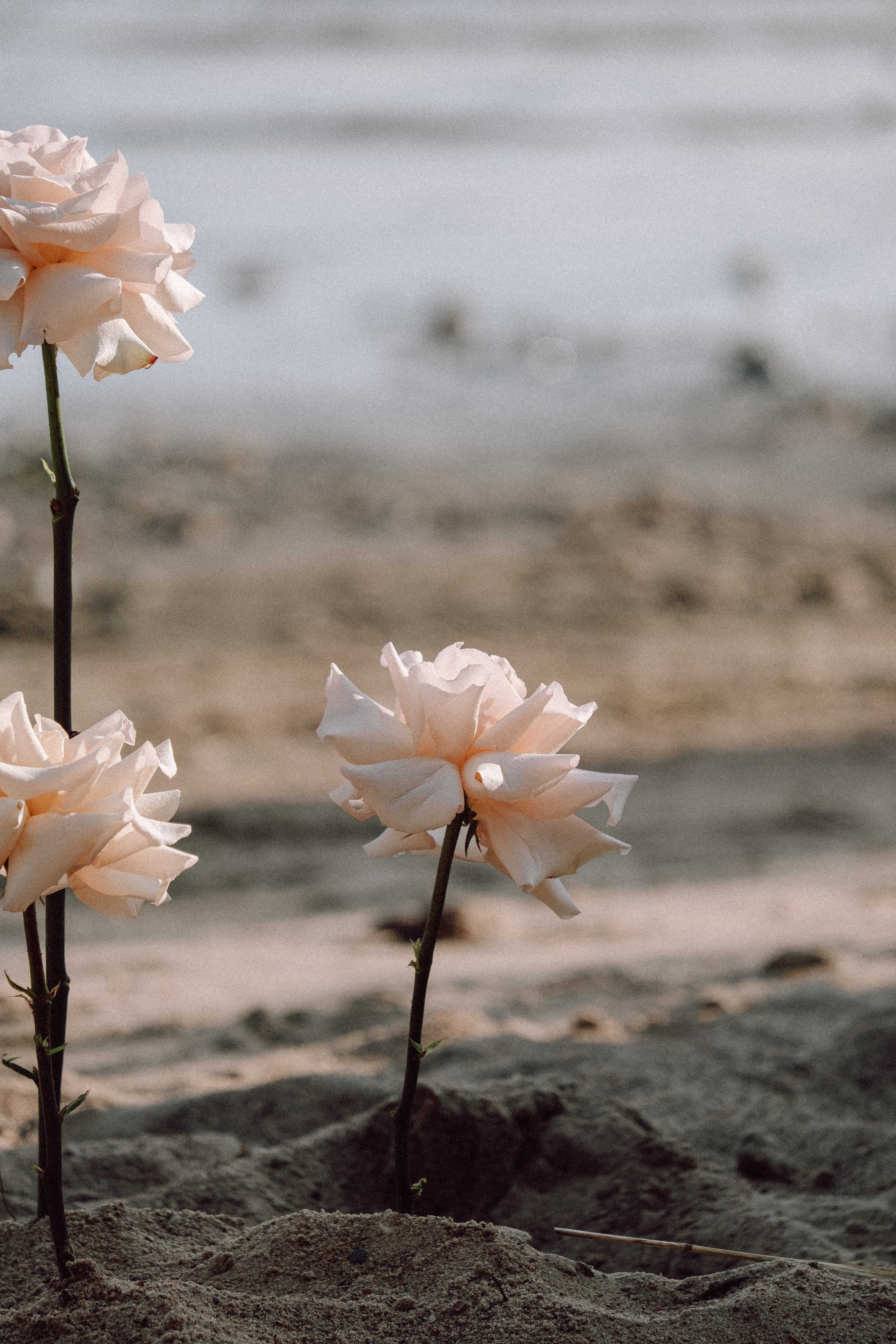 СВАДЕБНАЯ ФОТОСЕССИЯ ВЫЕЗДНОЙ ЦЕРЕМОНИИ (ФИНСКИЙ ЗАЛИВ). Профессиональный фотограф, Санкт-Петербург — Виктория Богомолова