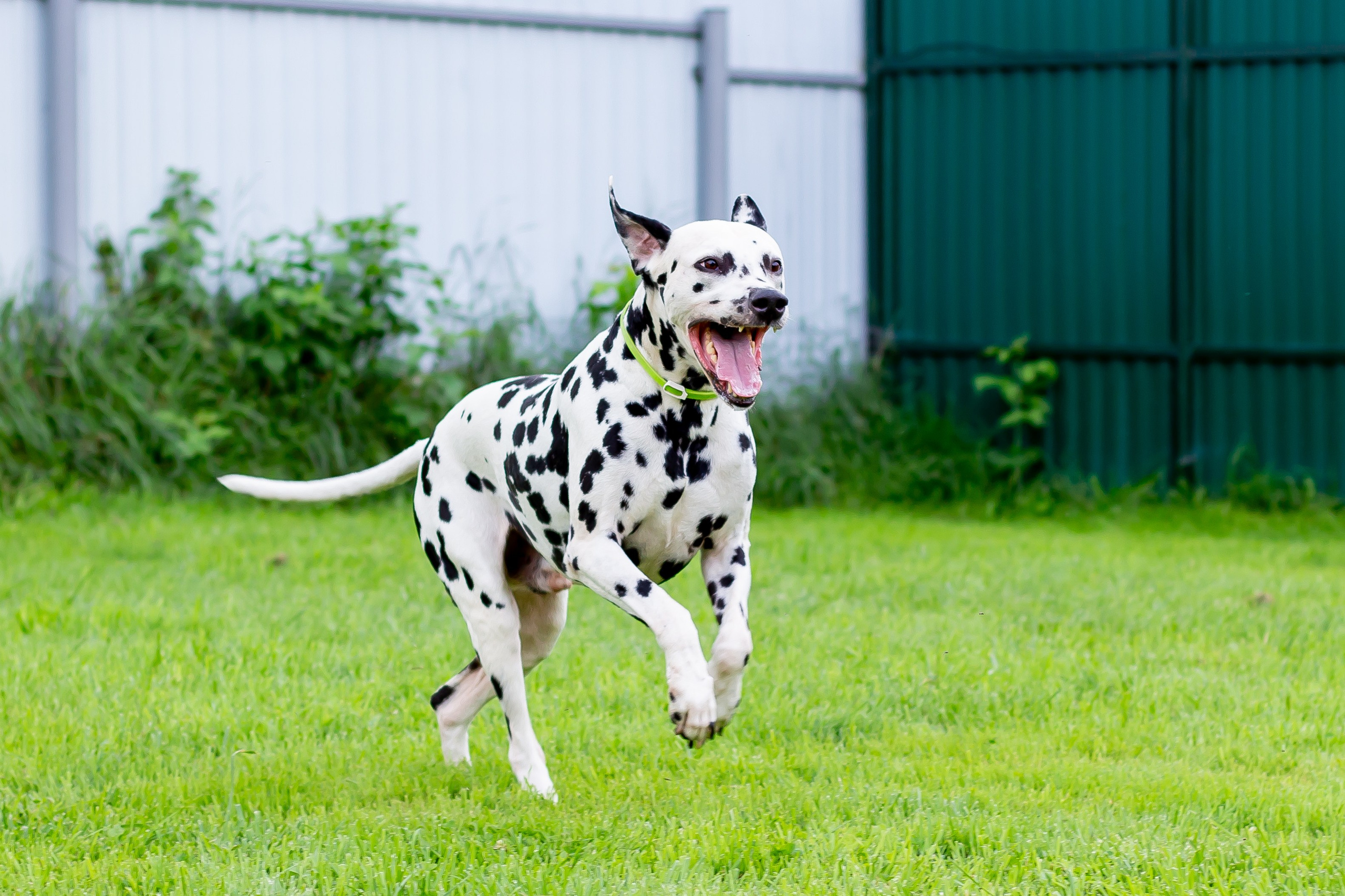 Собачья жизнь — Зоогостиница «Счастливые мечтатели». Фотограф • Орехово-Зуево • Балашиха • TEFO