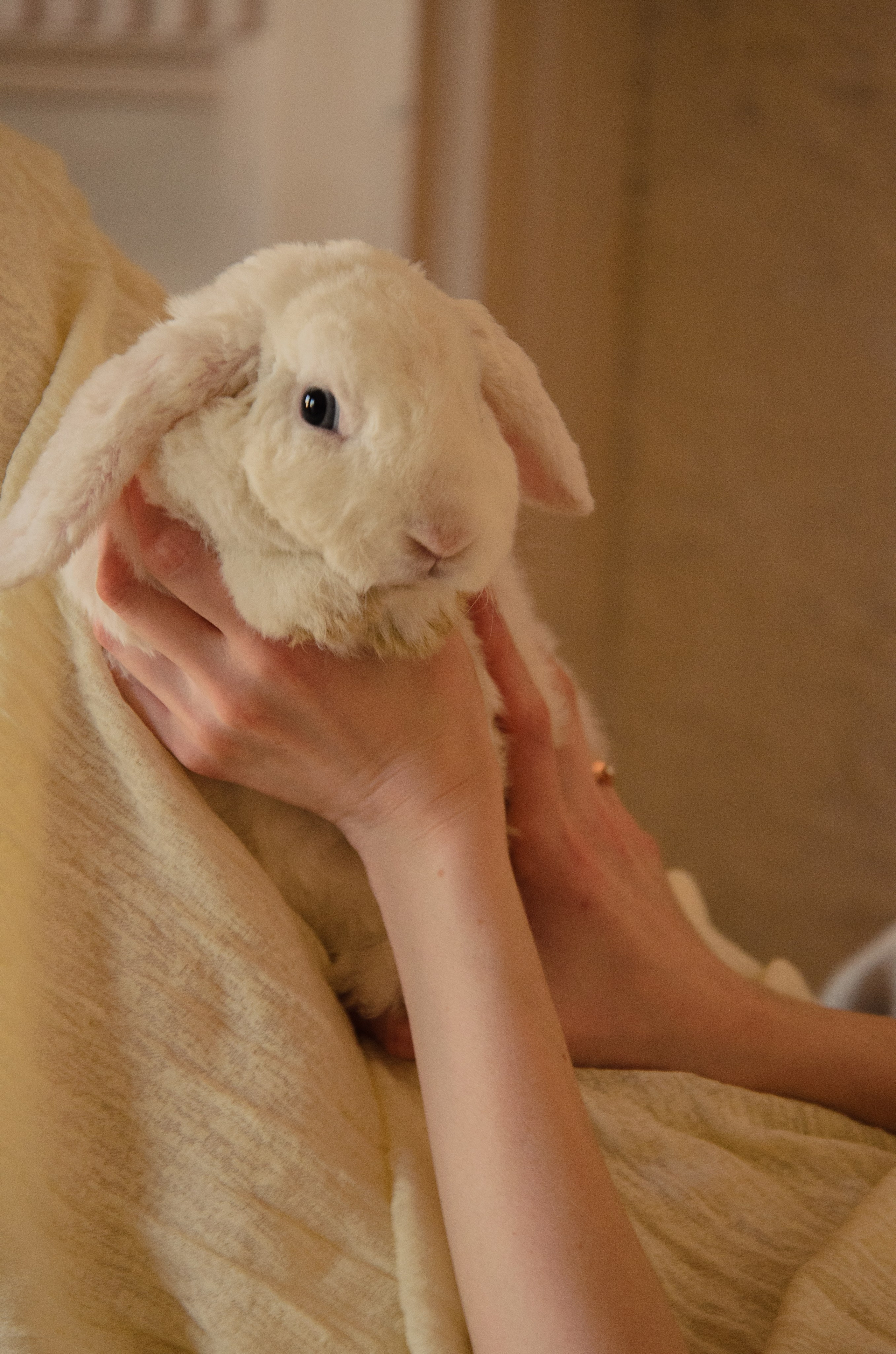 Кроличья сказка. Фотографы в Тюмени Андрей и Лидия Войвод