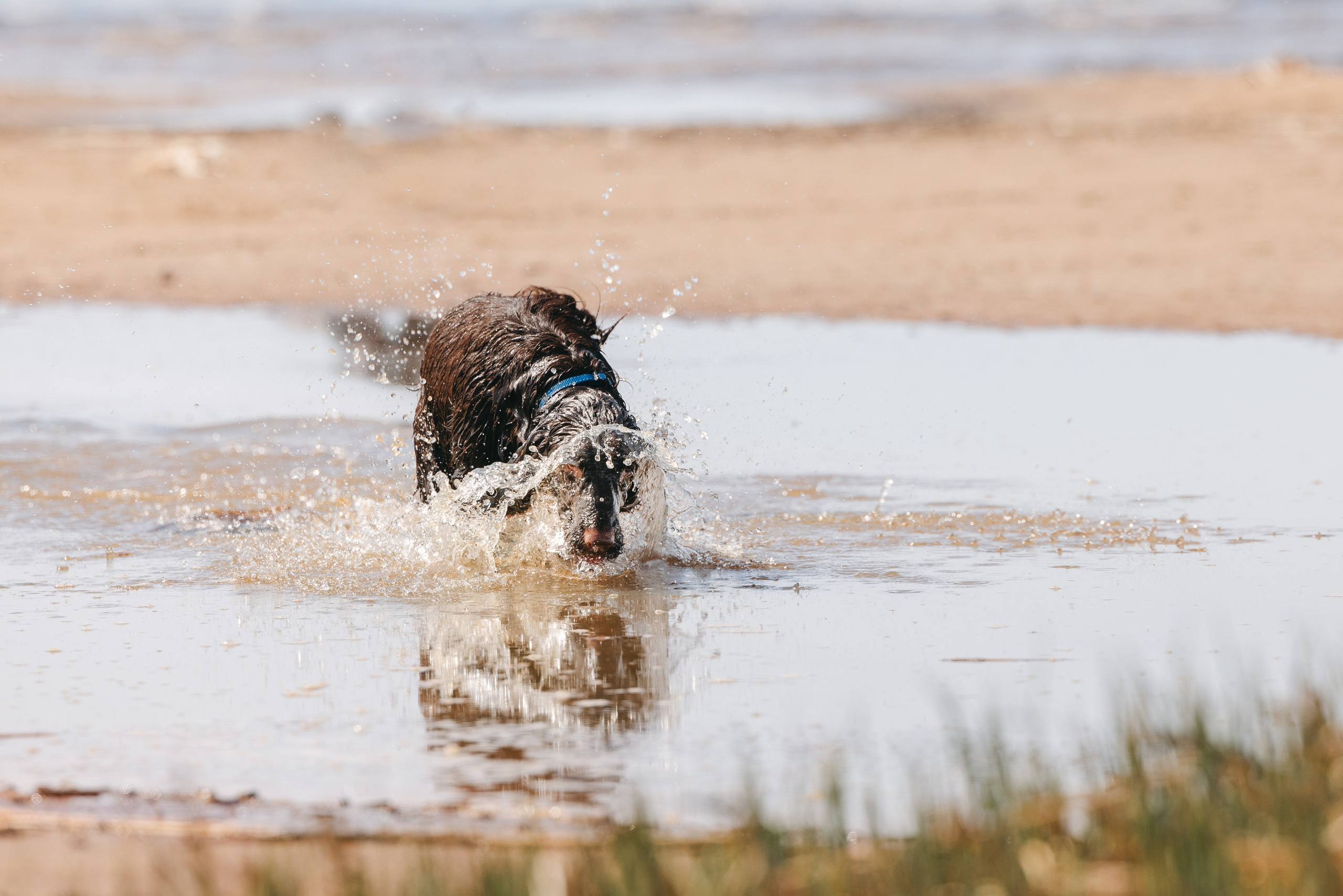 Спанимания. Фотограф анималист Осипчикова Мария