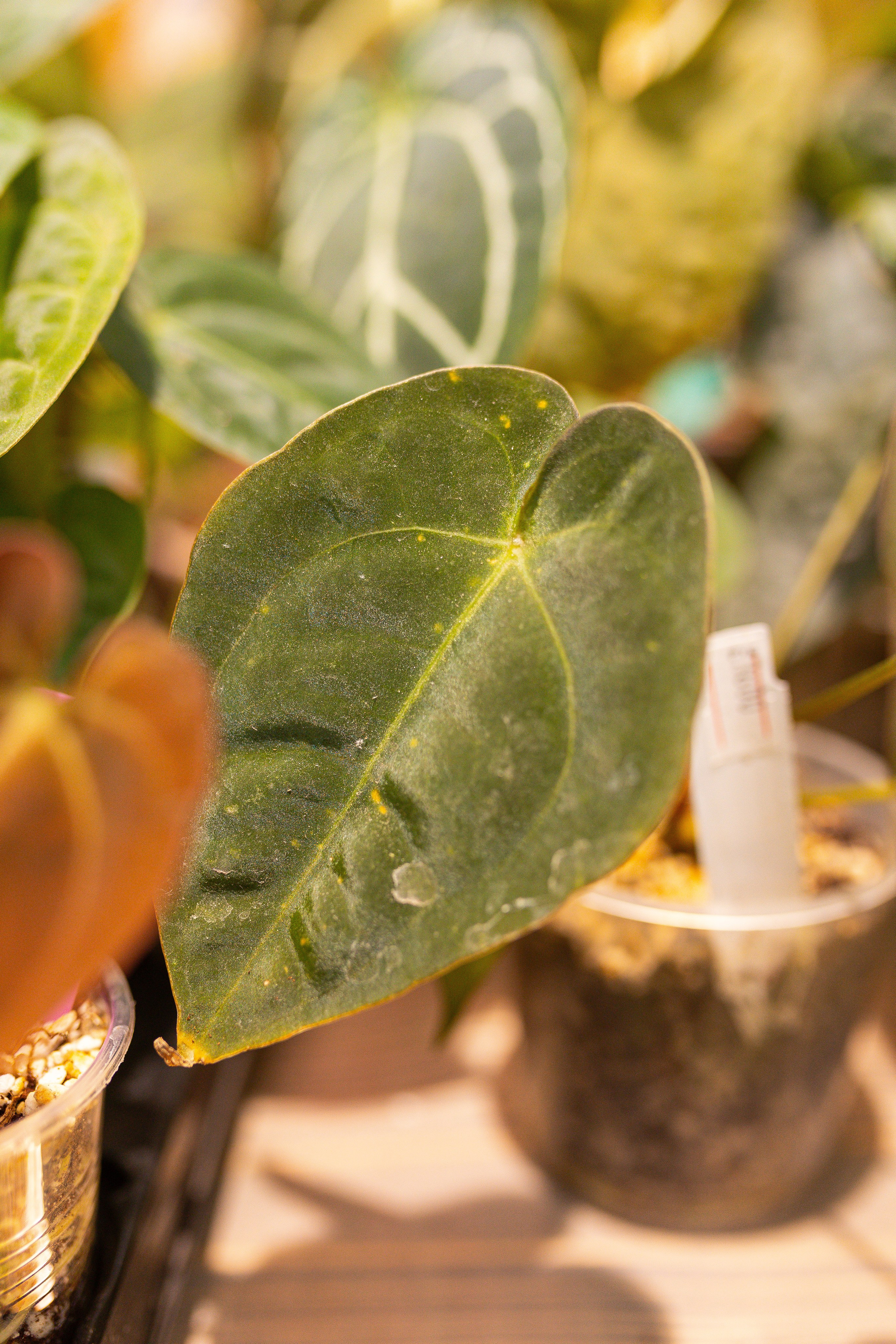 Ярмарка Green Rare 20.09.25. Александра Куликова фотограф, Москва