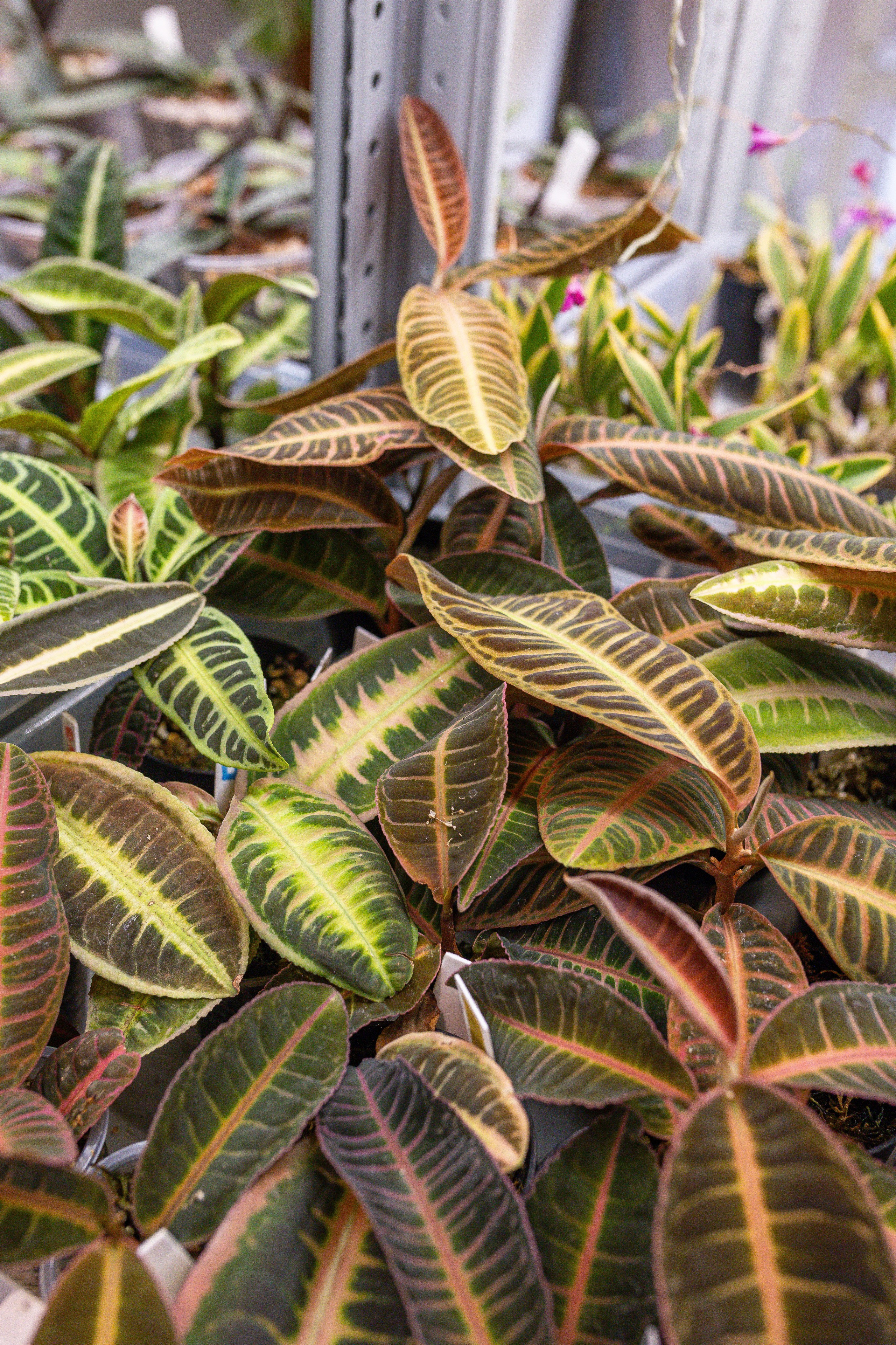 Ярмарка Green Rare 20.09.25. Александра Куликова фотограф, Москва