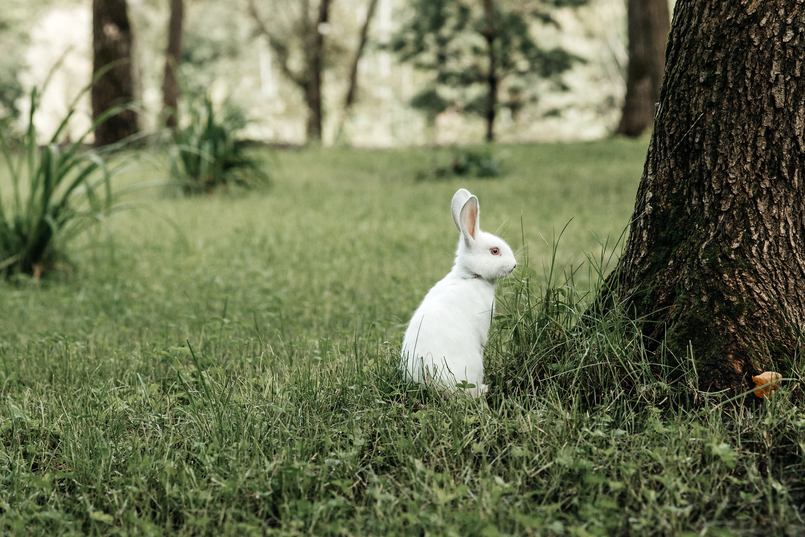 Свадебный кролик