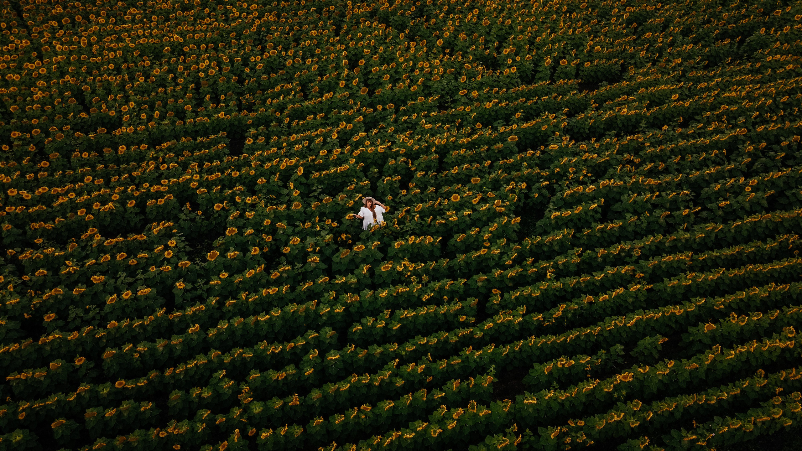 Подсолнухи, Тюмень. Свадебный и семейный фотограф. Фототуры по всему миру