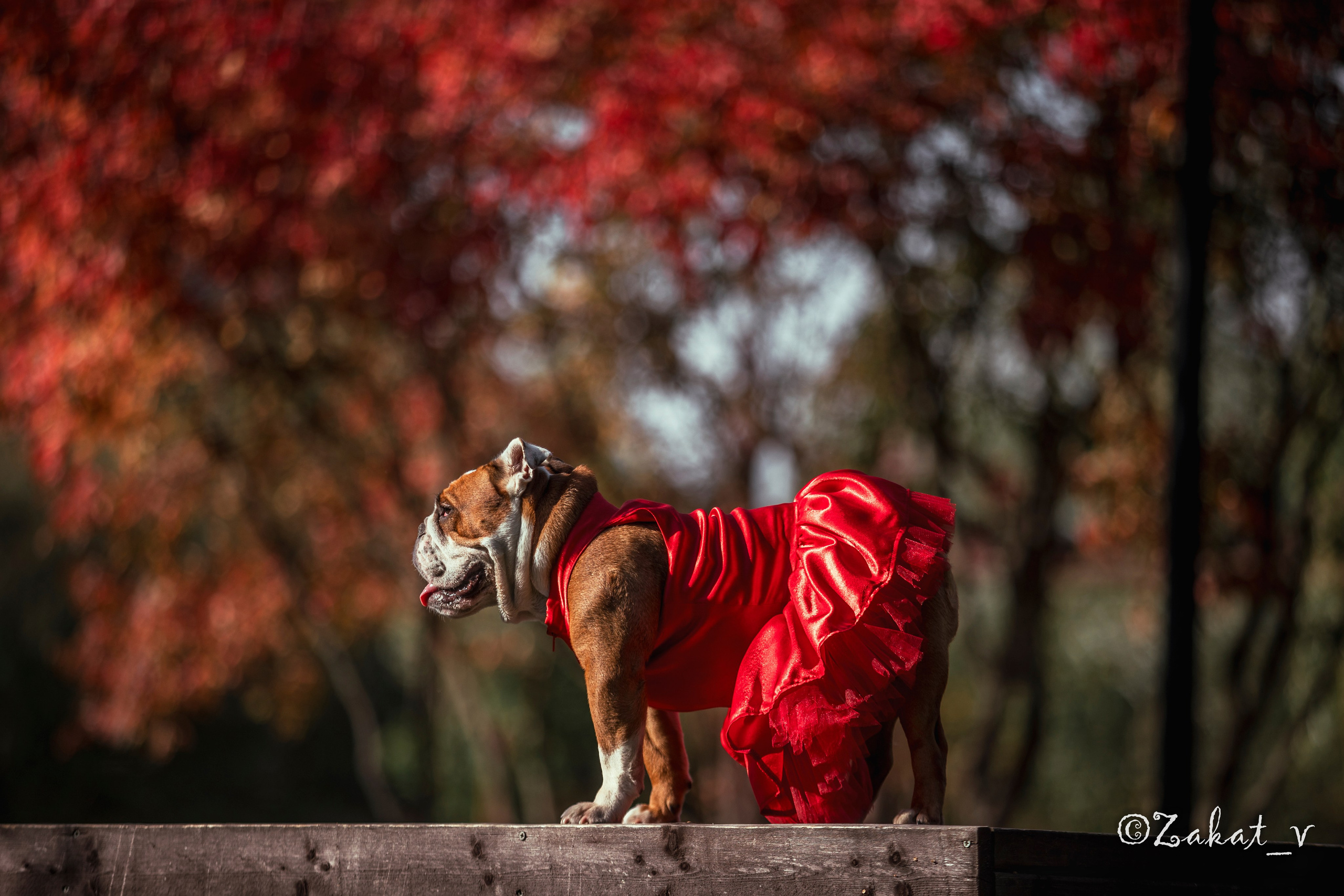 Фотосъемка собак (Бульдоги). Репортажный фотограф, Москва, Закат