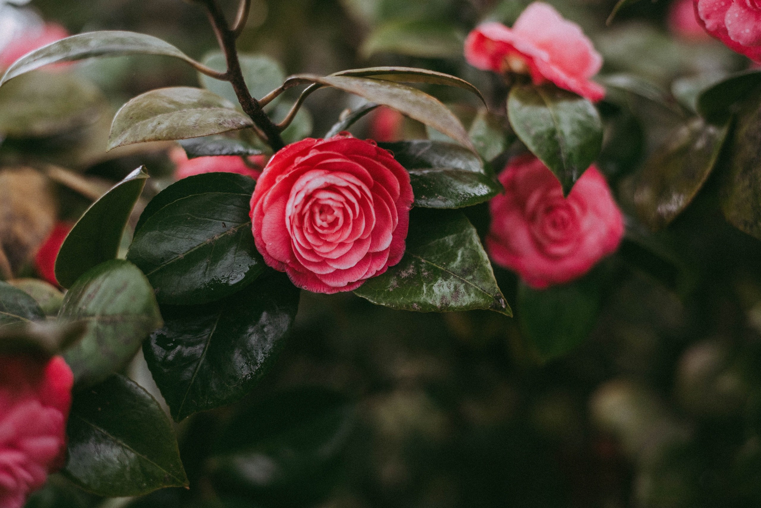 Фотосессия в центре Сочи в парке Дендрарий. Фотограф в Сочи — Маргарита Поганова