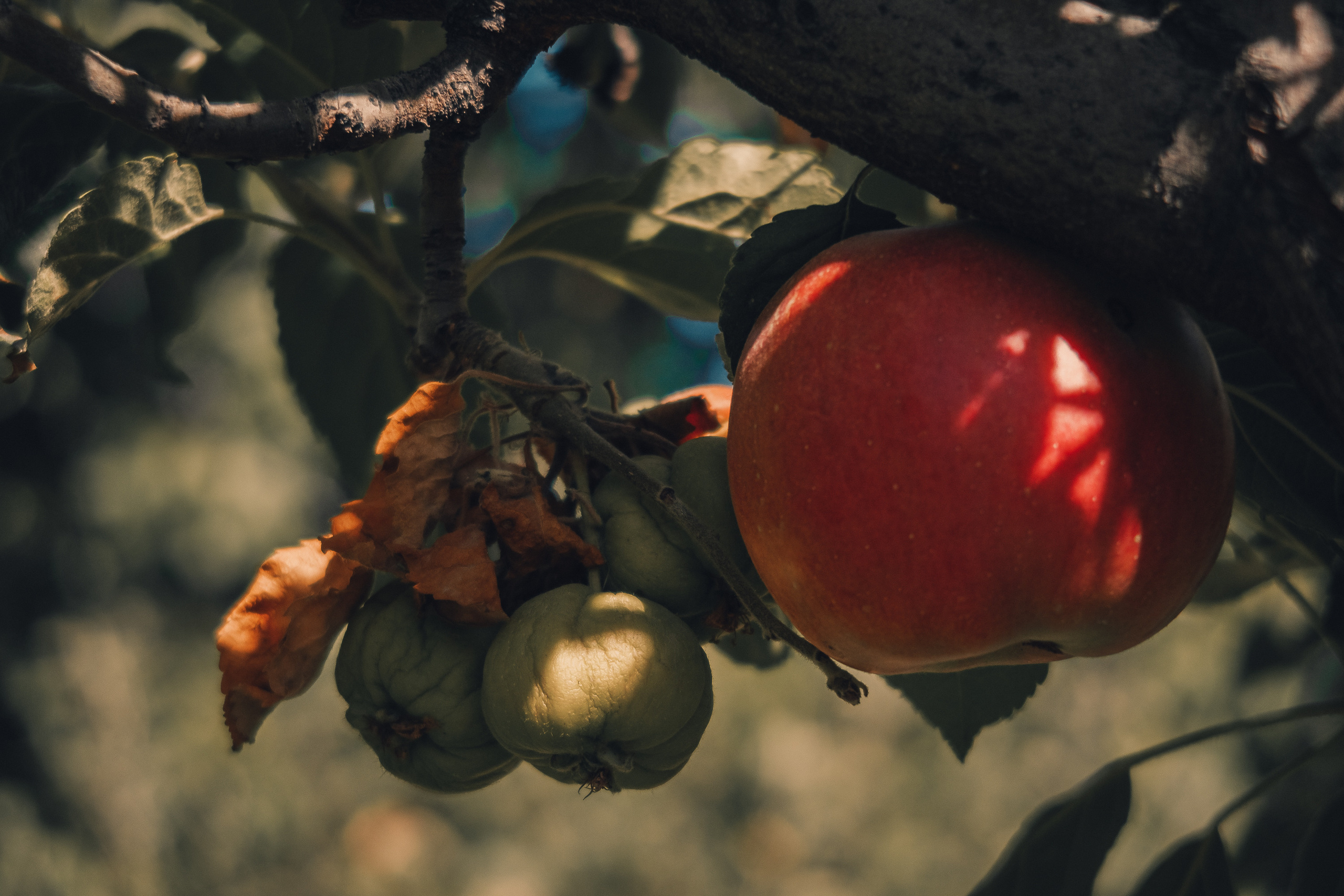 Ереван. Фотошкола ArtFotoLife для начинающих и продвинутых фотографов