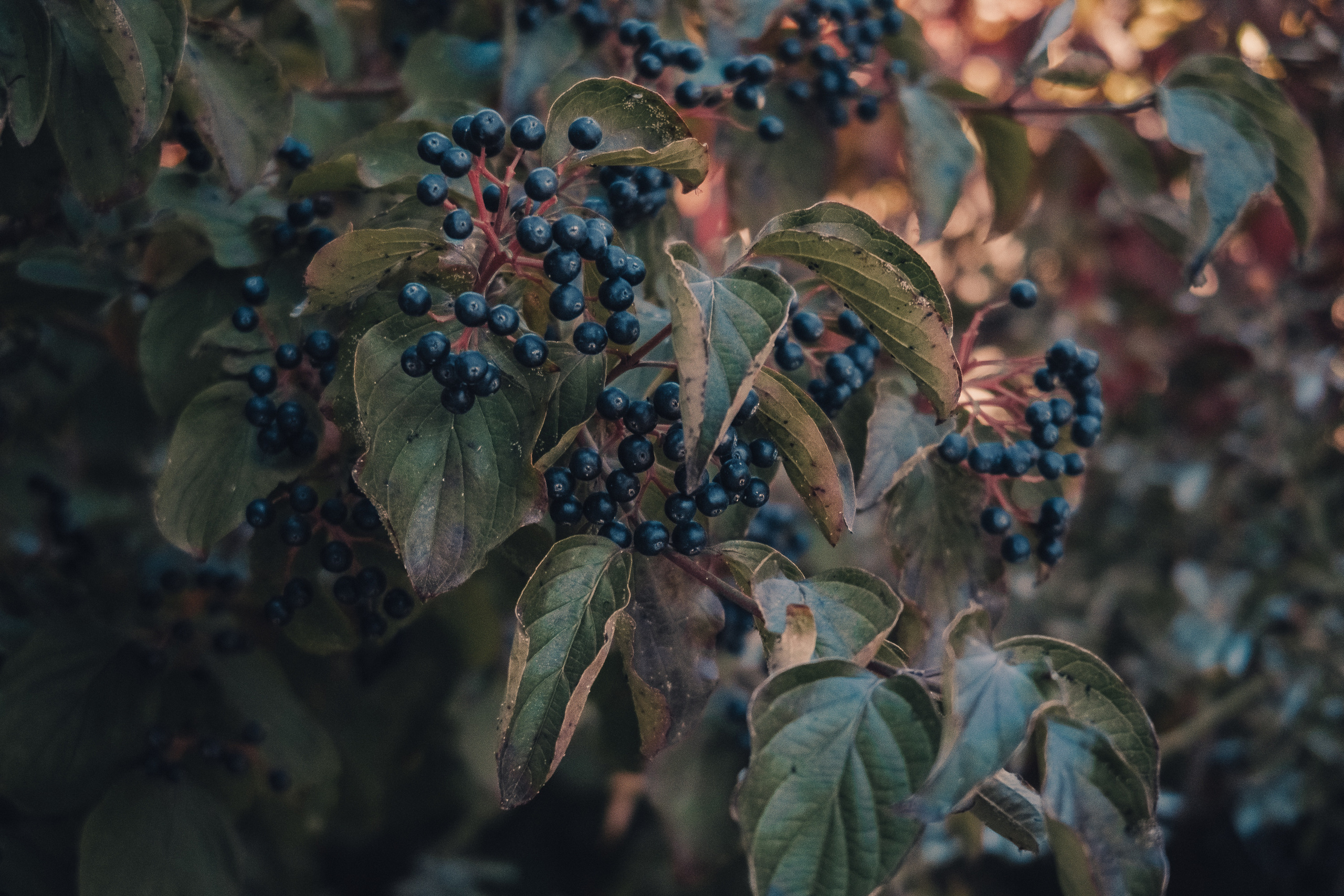 Ереван. Фотошкола ArtFotoLife для начинающих и продвинутых фотографов