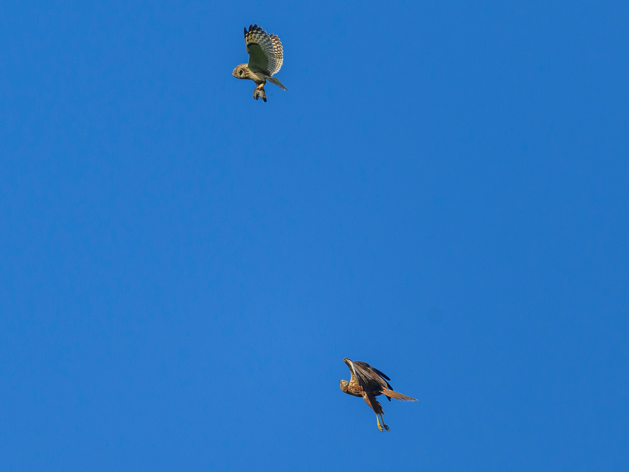 Грабеж средь бела дня. Сова отдает добычу луню. Wildlife photography by Sergey Puponin