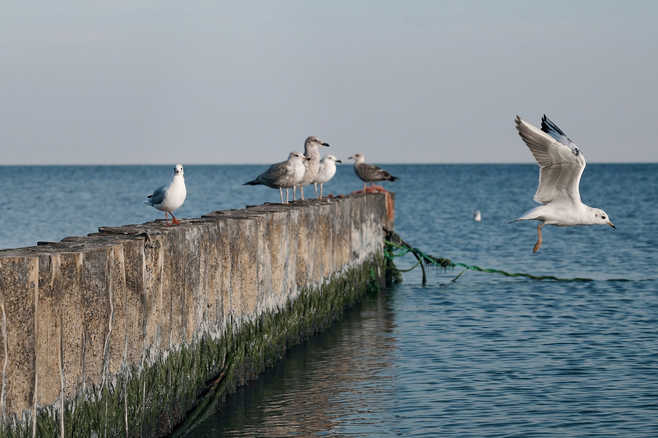 Карнавал Ирины Гончаровой. 2023. Дима Бабушкин. Фотограф. Подиум. Репортаж. Творчество. Дорого