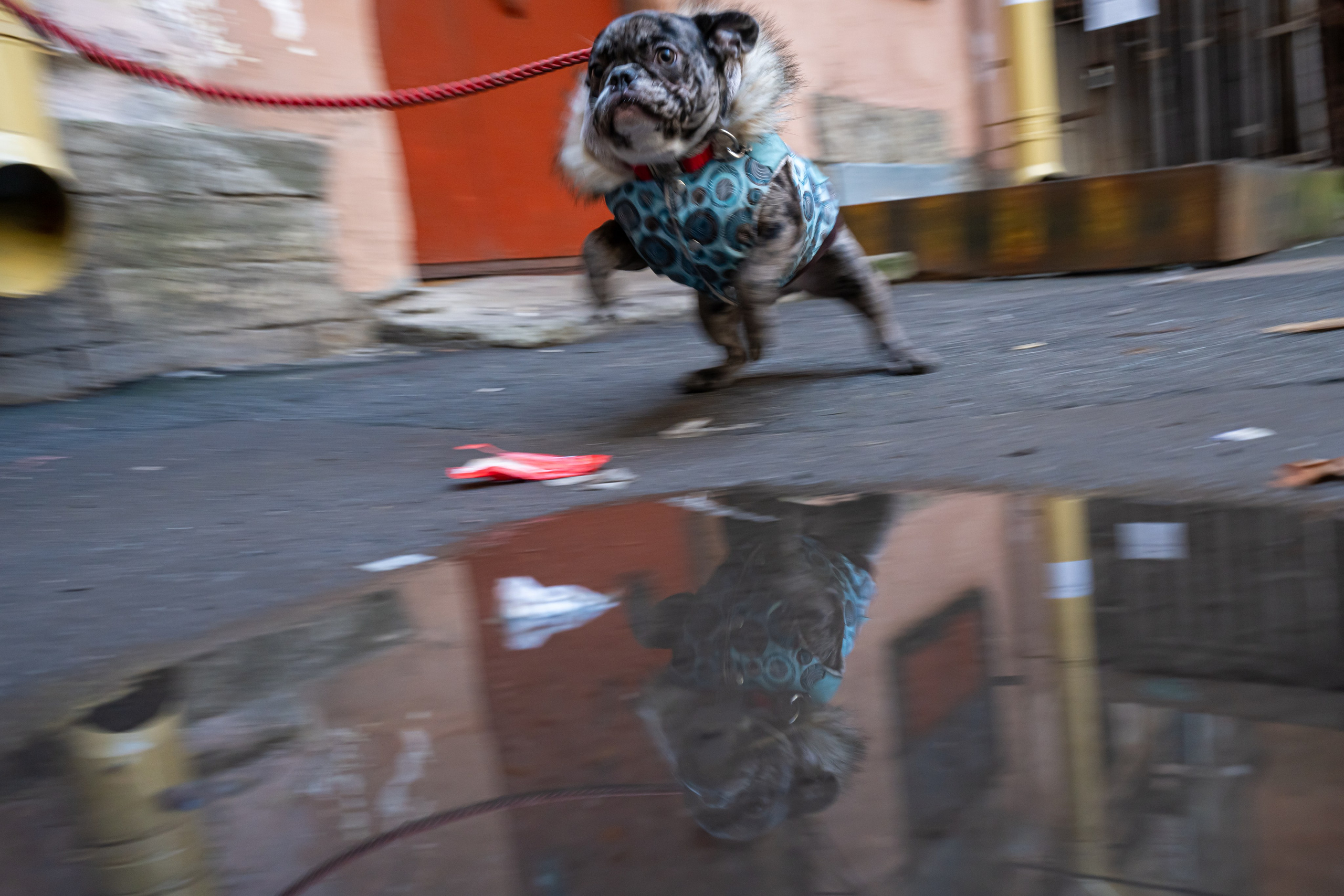 Dimitri Bakhtadze, dogs photos. Dimitri Bakhtadze photographer