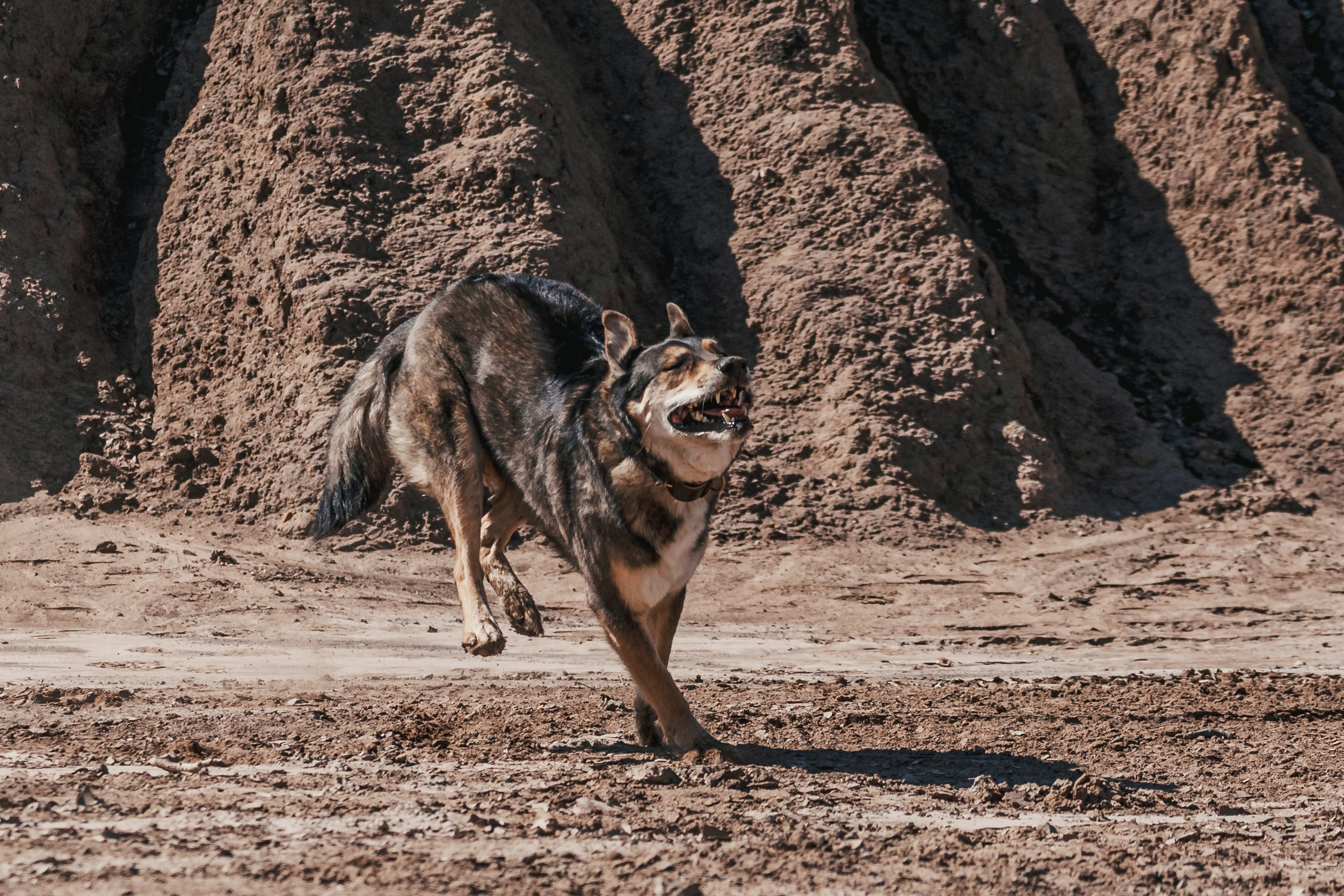 Кондуки. Фотограф-анималист Татьяна Степанова