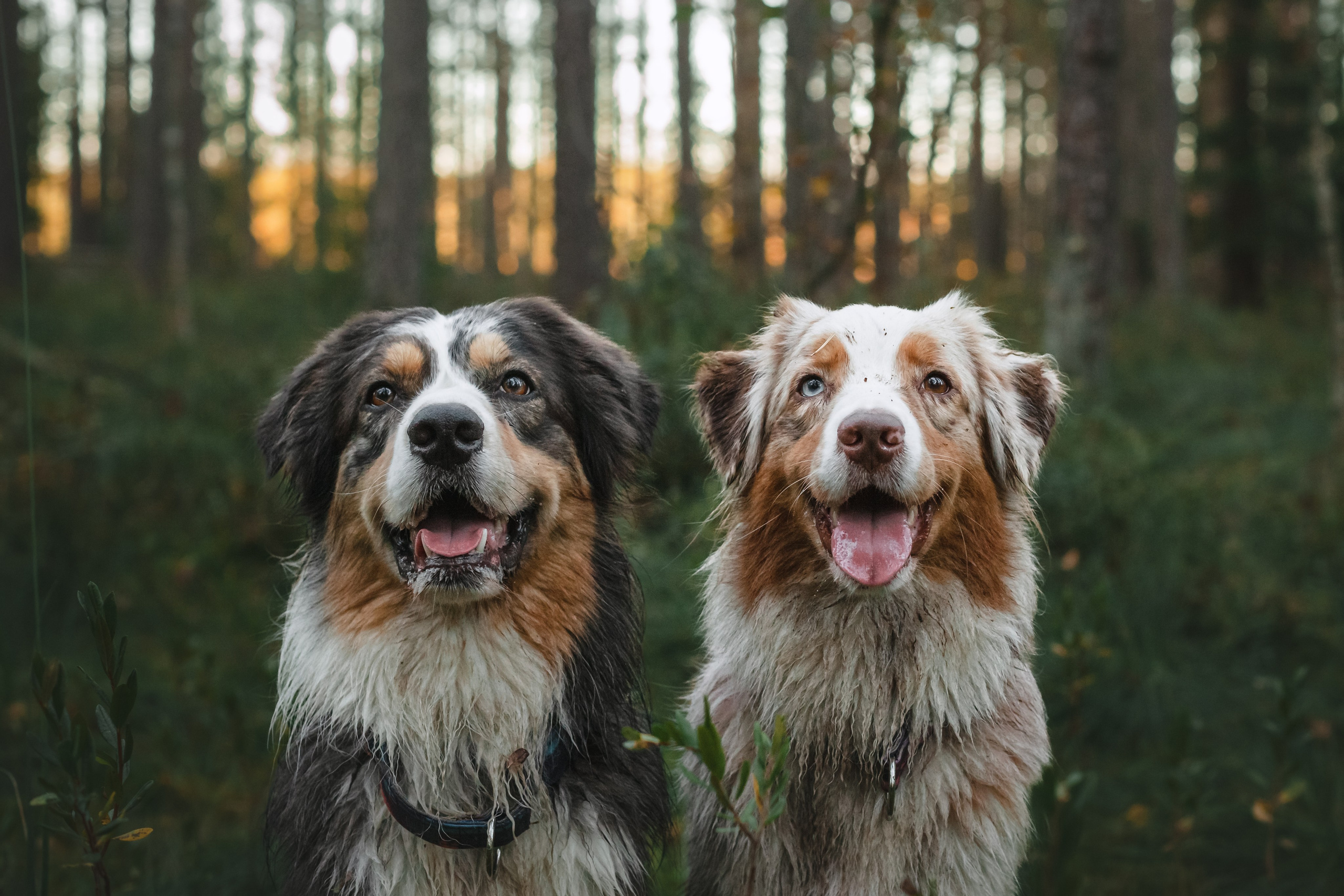 Фотопрогулка в Ленобласти. Фотограф-анималист Татьяна Степанова