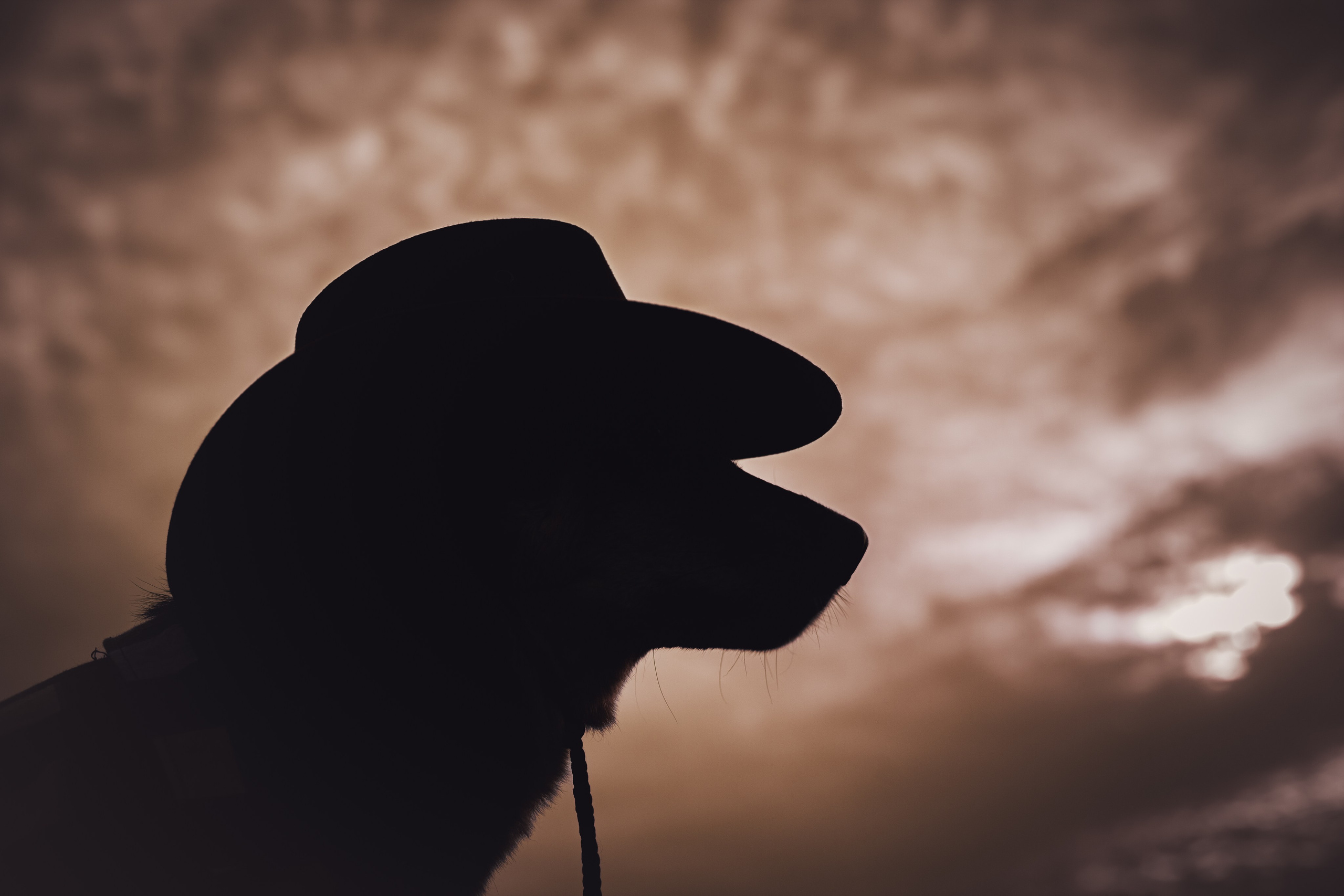 Кантри Дюк. Фотограф-анималист Татьяна Степанова