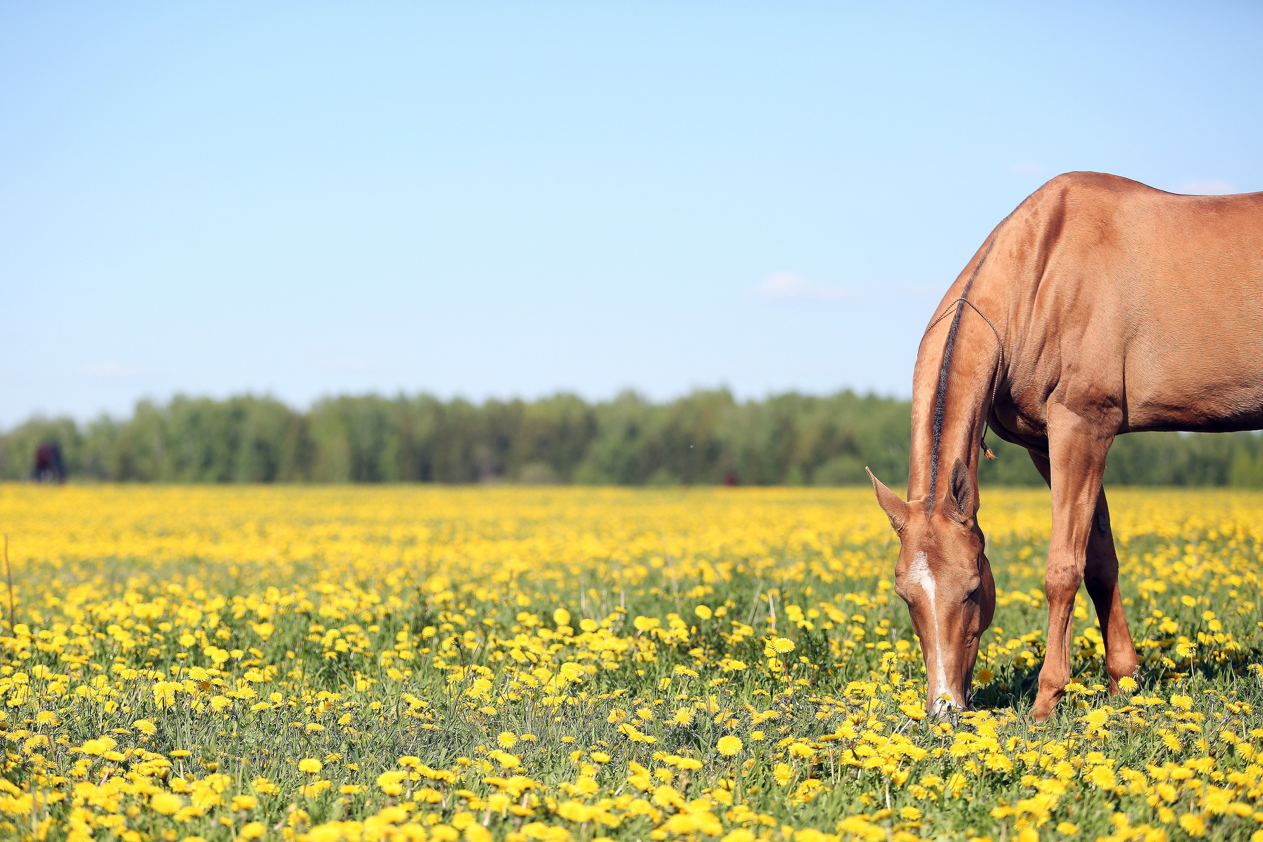 Продажа ахалтекинских и полукровных лошадей