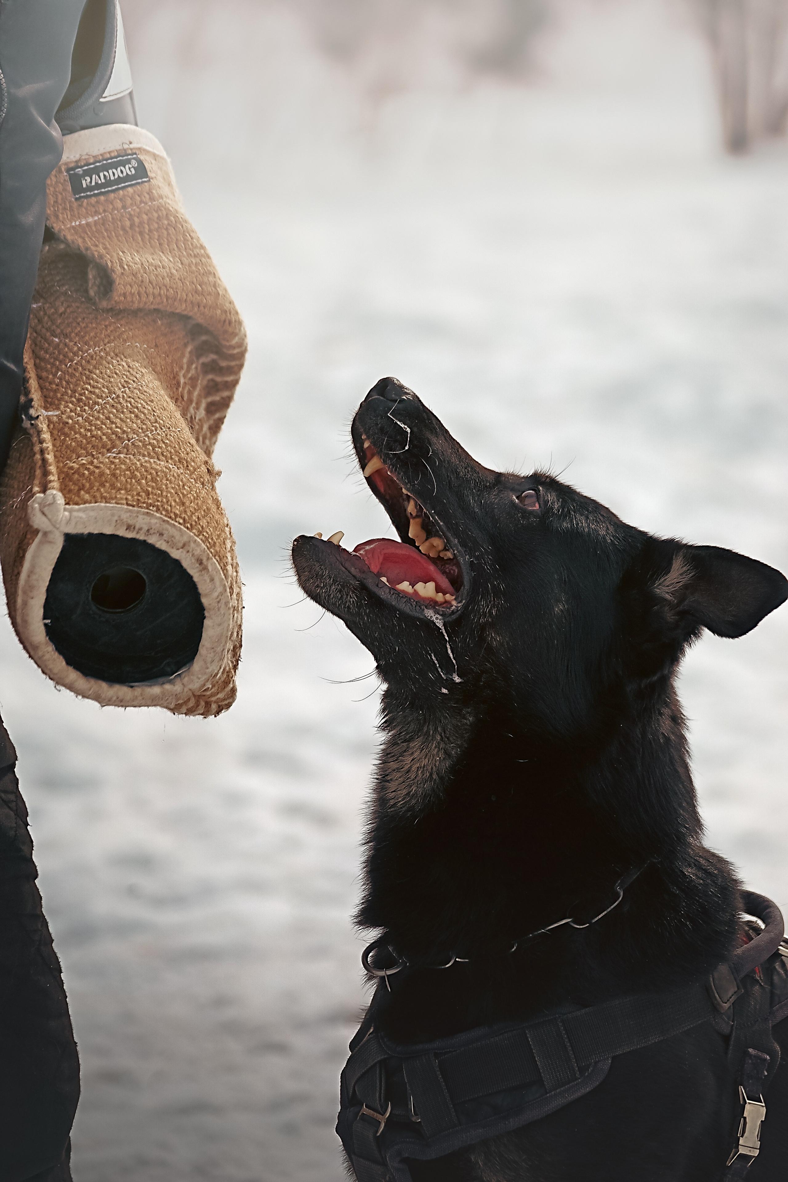 Репортажная съемка. Фотограф-анималист Нижний Новгород