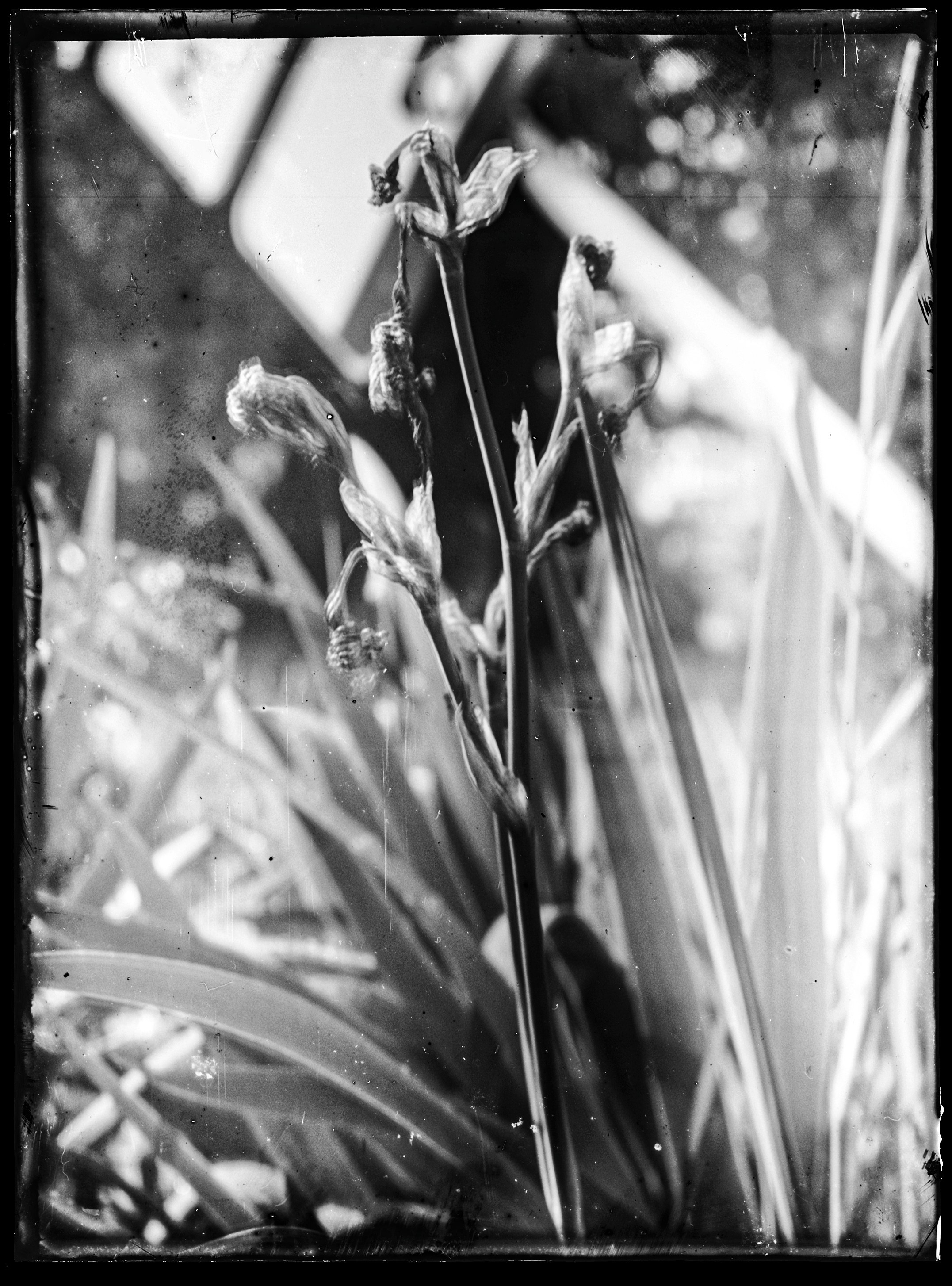 Glass plates. Darkroom aesthetics