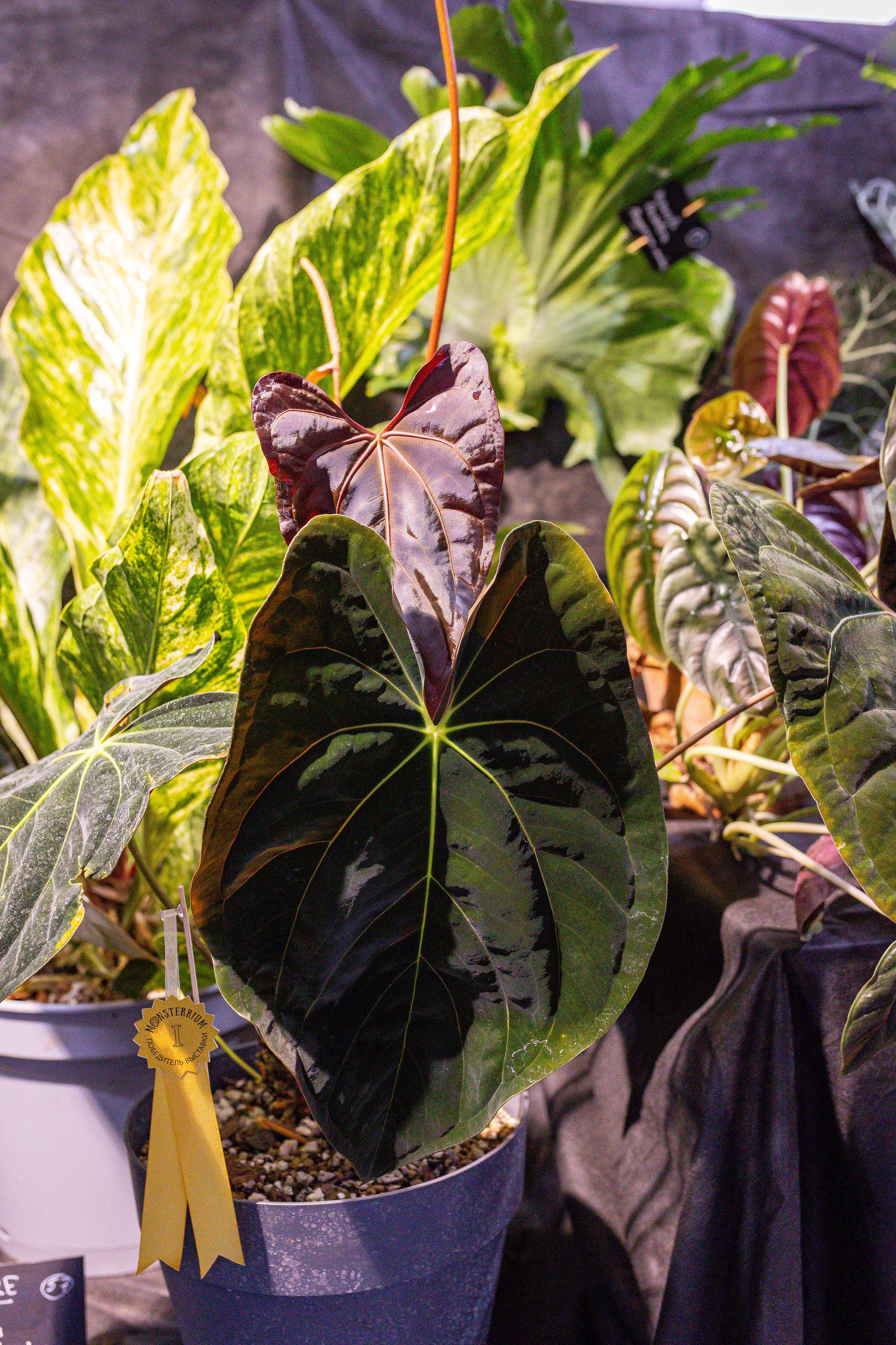 Монстериум 11–12 октября. Александра Куликова фотограф, Москва