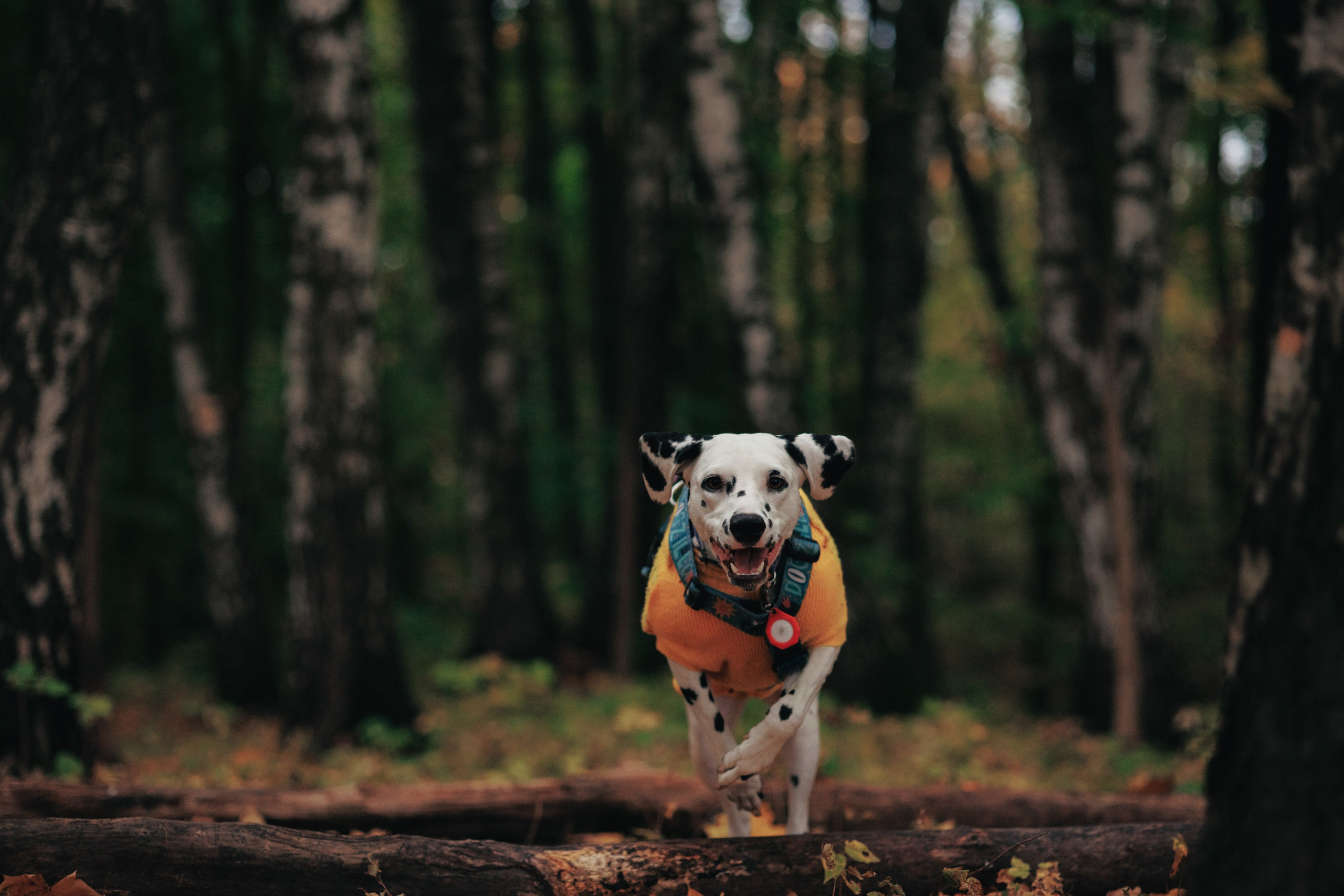 Съемка с собакой. Анастасия Белаш