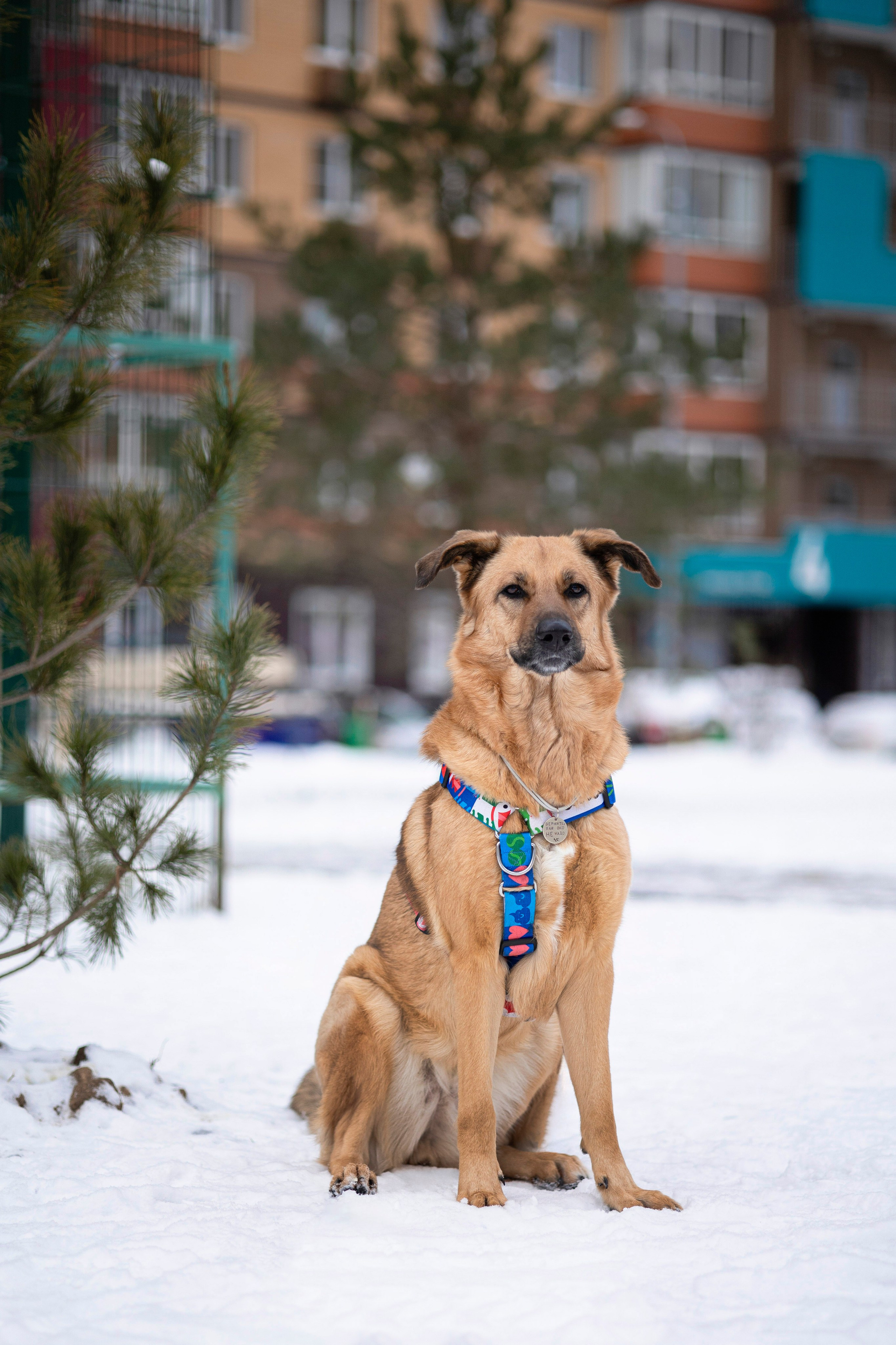 Съемка с собакой. Анастасия Белаш