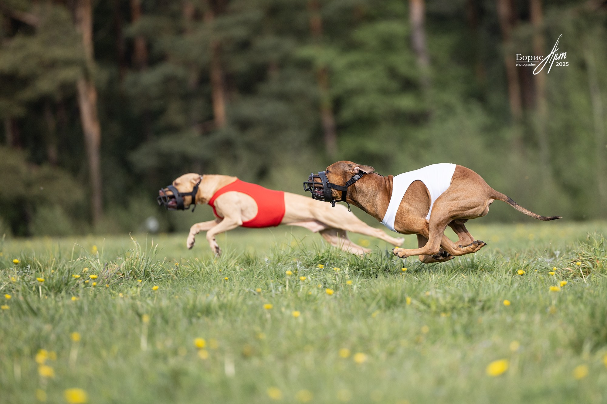 КУРСИНГ. Борис Артамонов фотограф — анималист. Москва