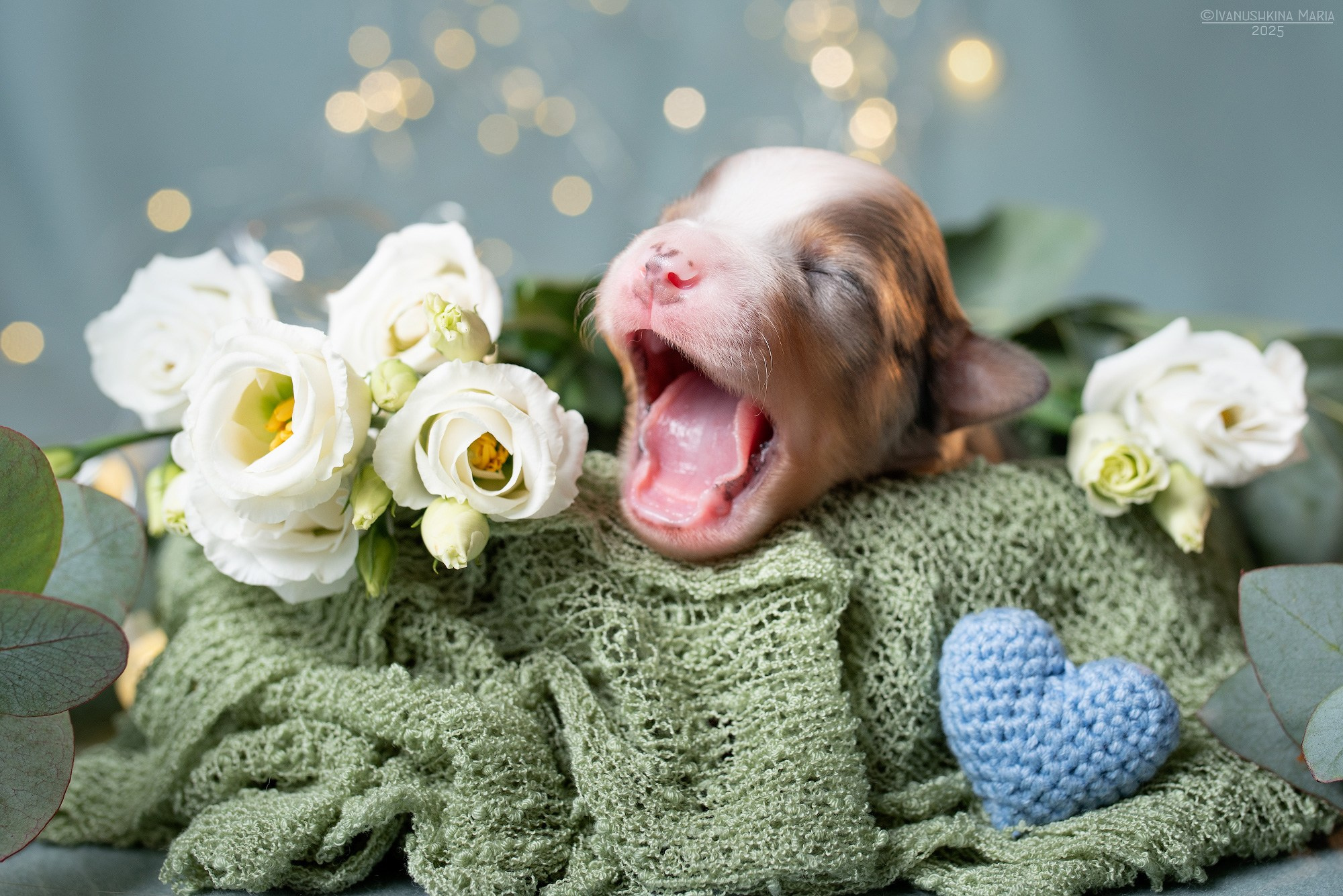 Ньюборн фотосессия щенков. Фотограф собак в Москве и Московской области Иванушкина Мария