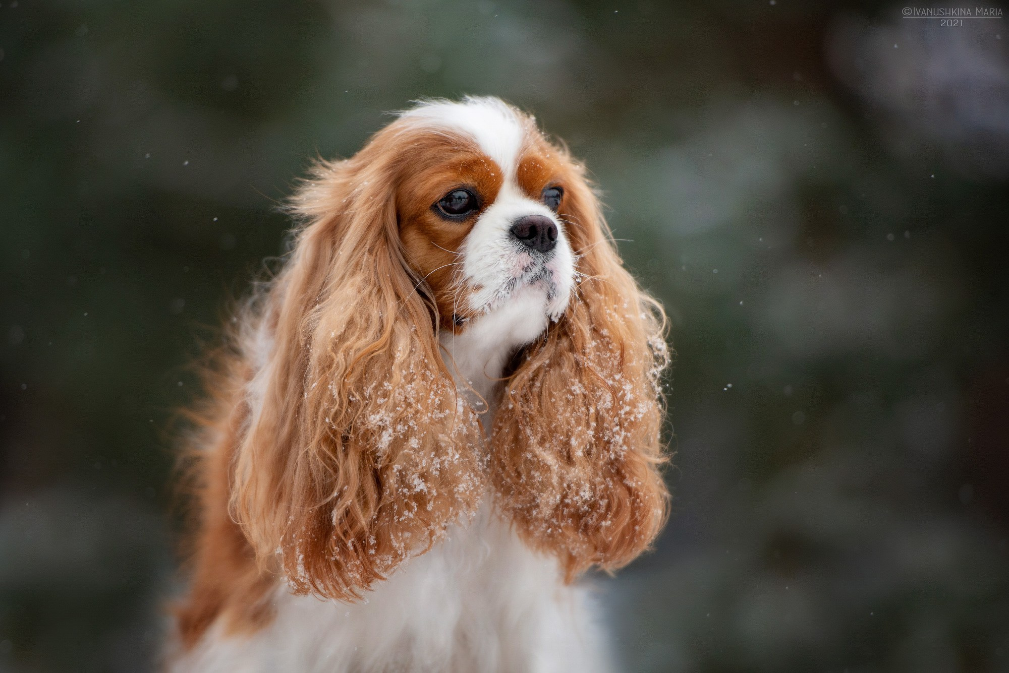 кавалер кинг чарльз спаниель