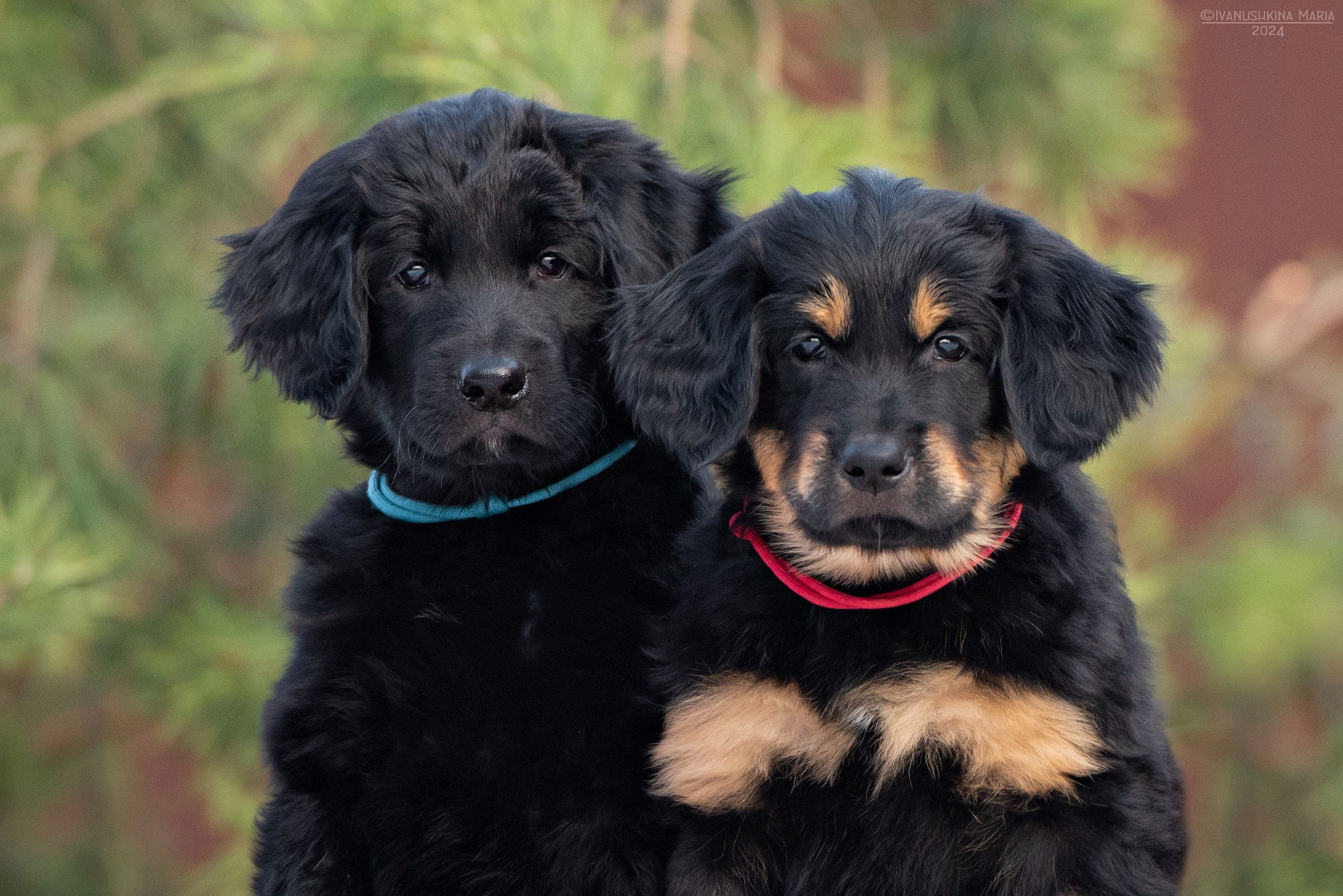 Фотосессия щенков на продажу. Фотограф собак в Москве и Московской области Иванушкина Мария