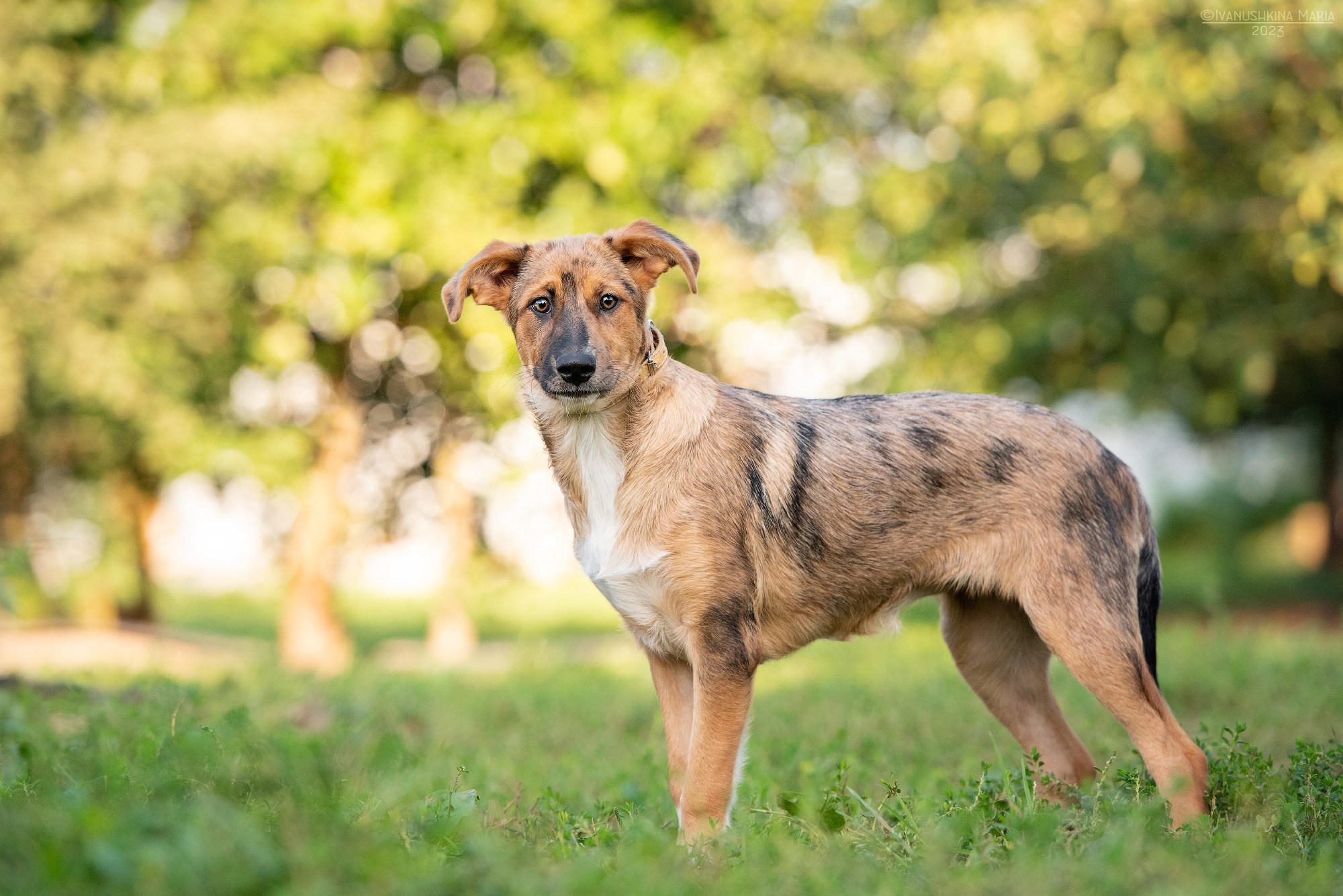 Пиарные фотосессии собак на пристройство. Фотограф собак в Москве и Московской области Иванушкина Мария