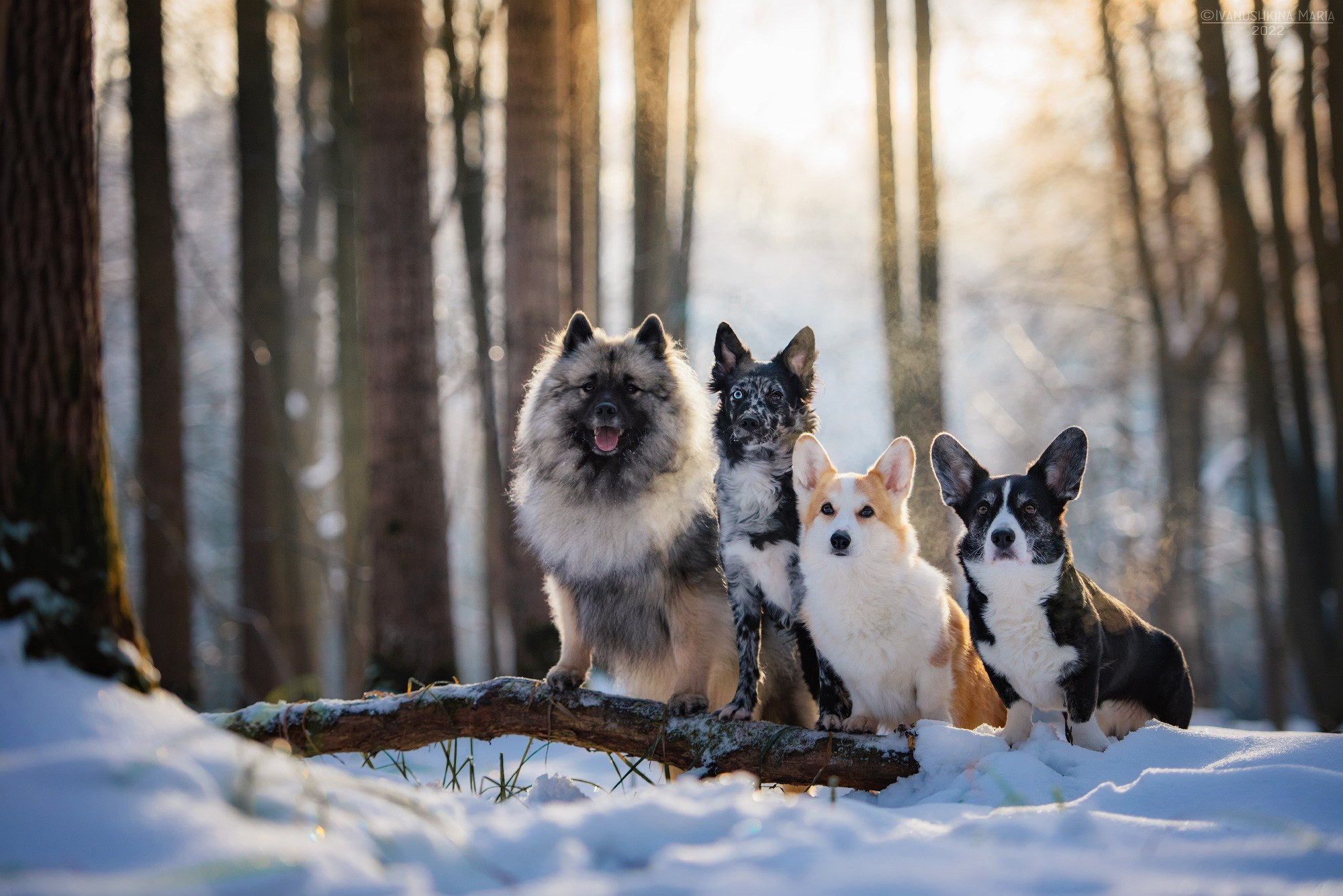 друзья собаки