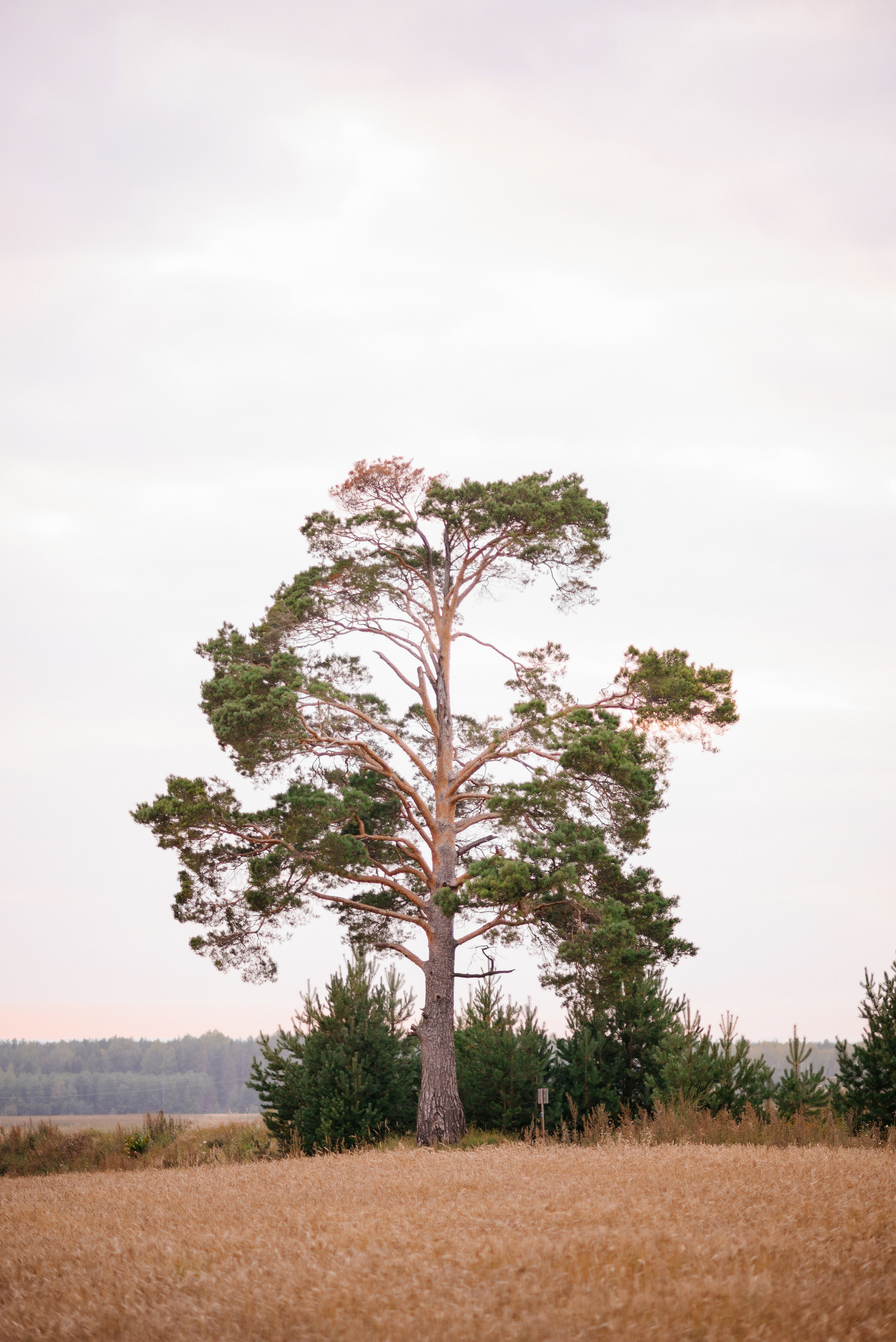 ОЛЕГ И НАТАША. Свадебный и семейный фотограф Никита Корохов