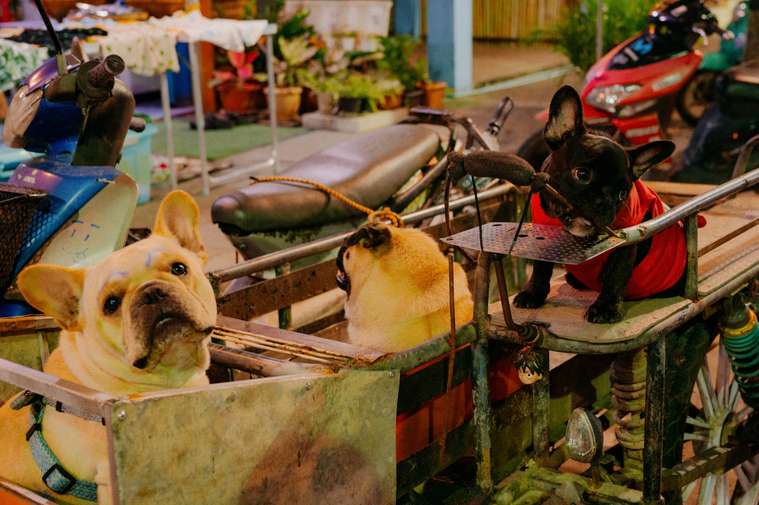 PHANGAN. Свадебный и семейный фотограф Никита Корохов