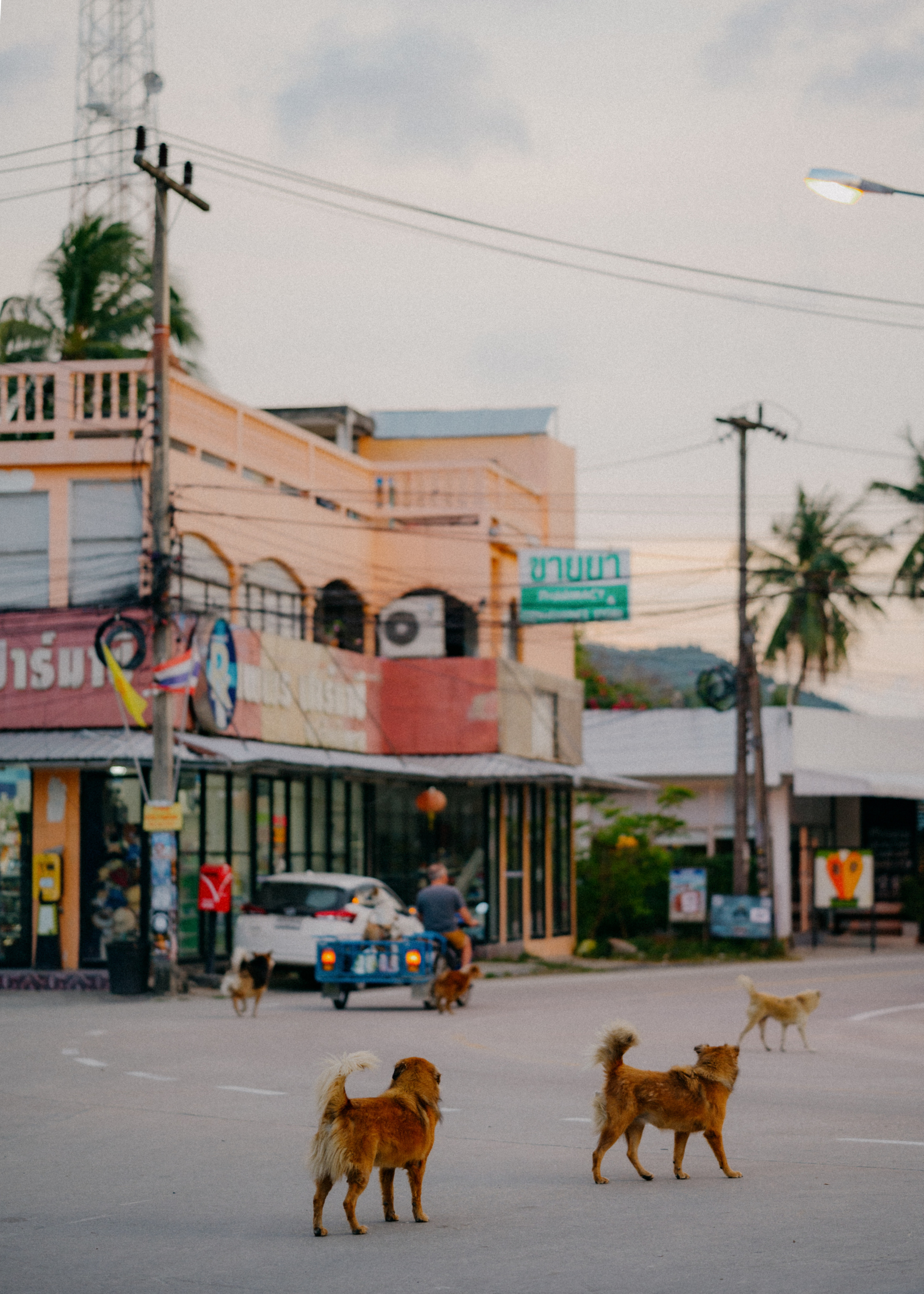 PHANGAN. Свадебный и семейный фотограф Никита Корохов