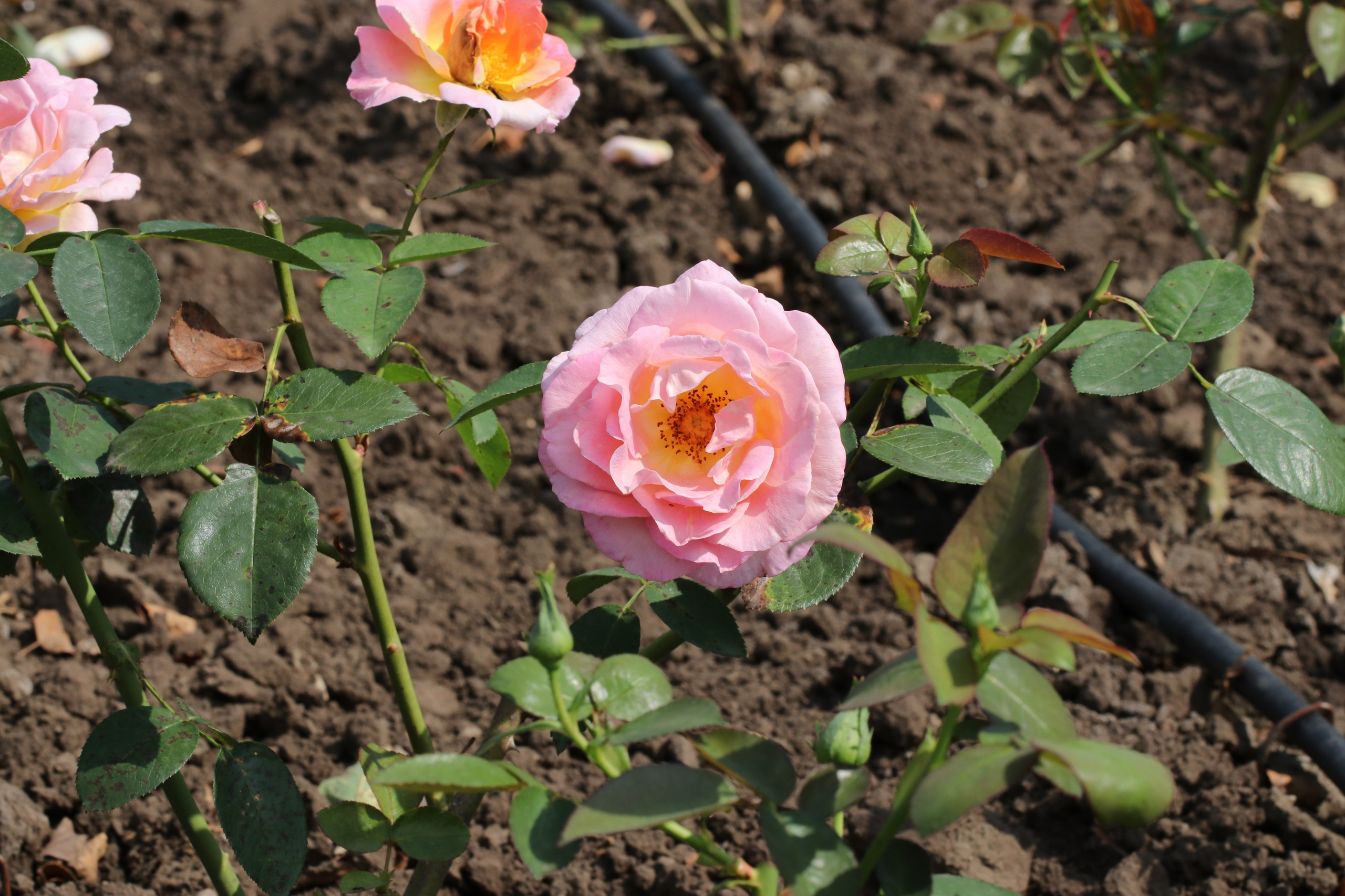 Долина роз в Кисловодске. Фото-художник и Репортажный фотограф Николаев Александр Алексеевич