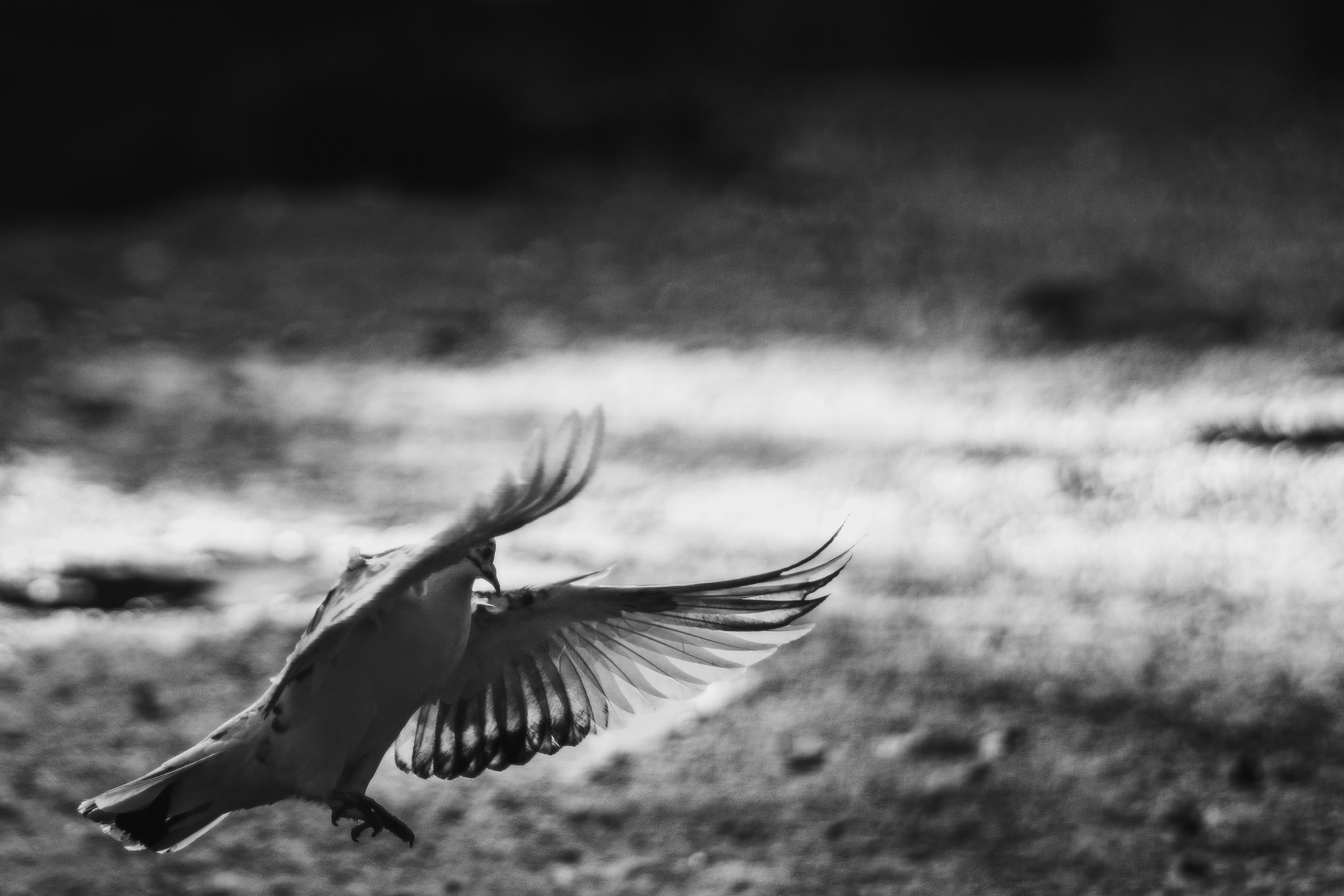 Животные. Фотограф в Ростове-на-Дону Ника Обида