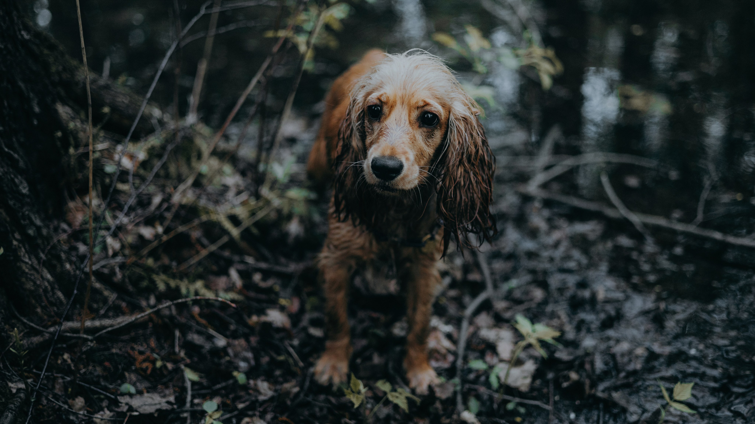 Аня и Юта. Фотограф-анималист Богданова Полина