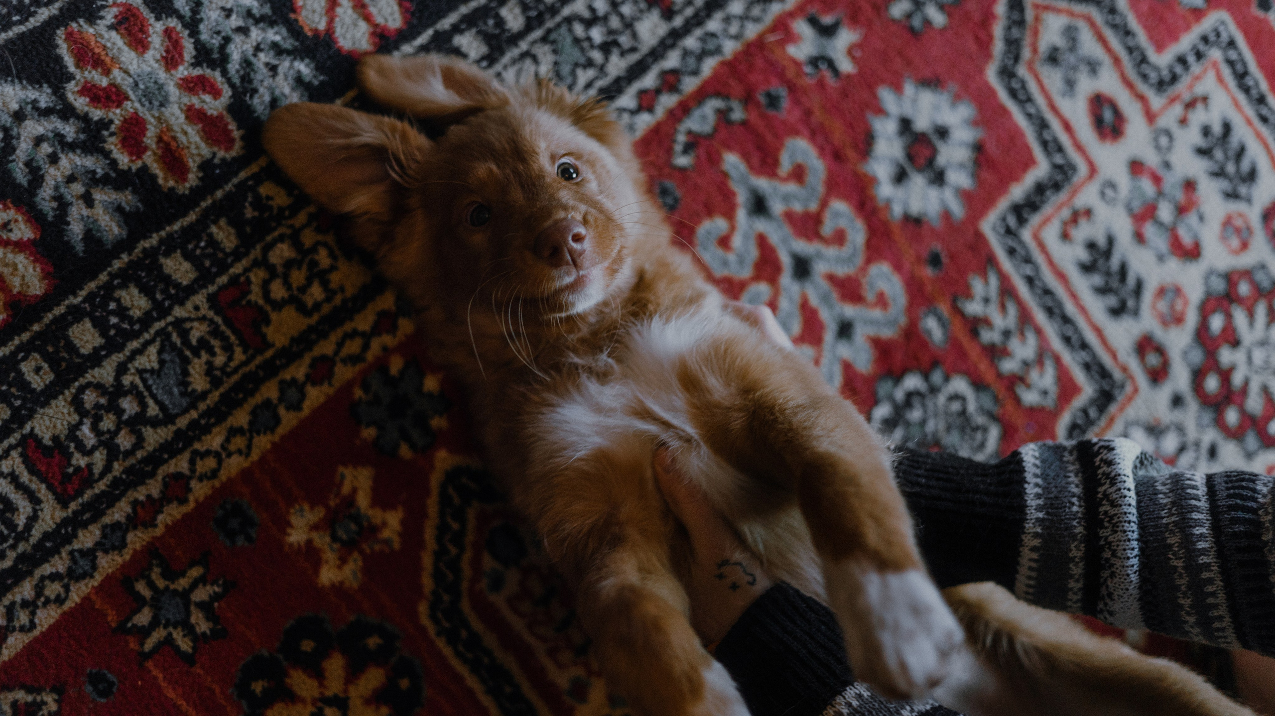 Лера, Реджи и Ральф. Фотограф-анималист Богданова Полина