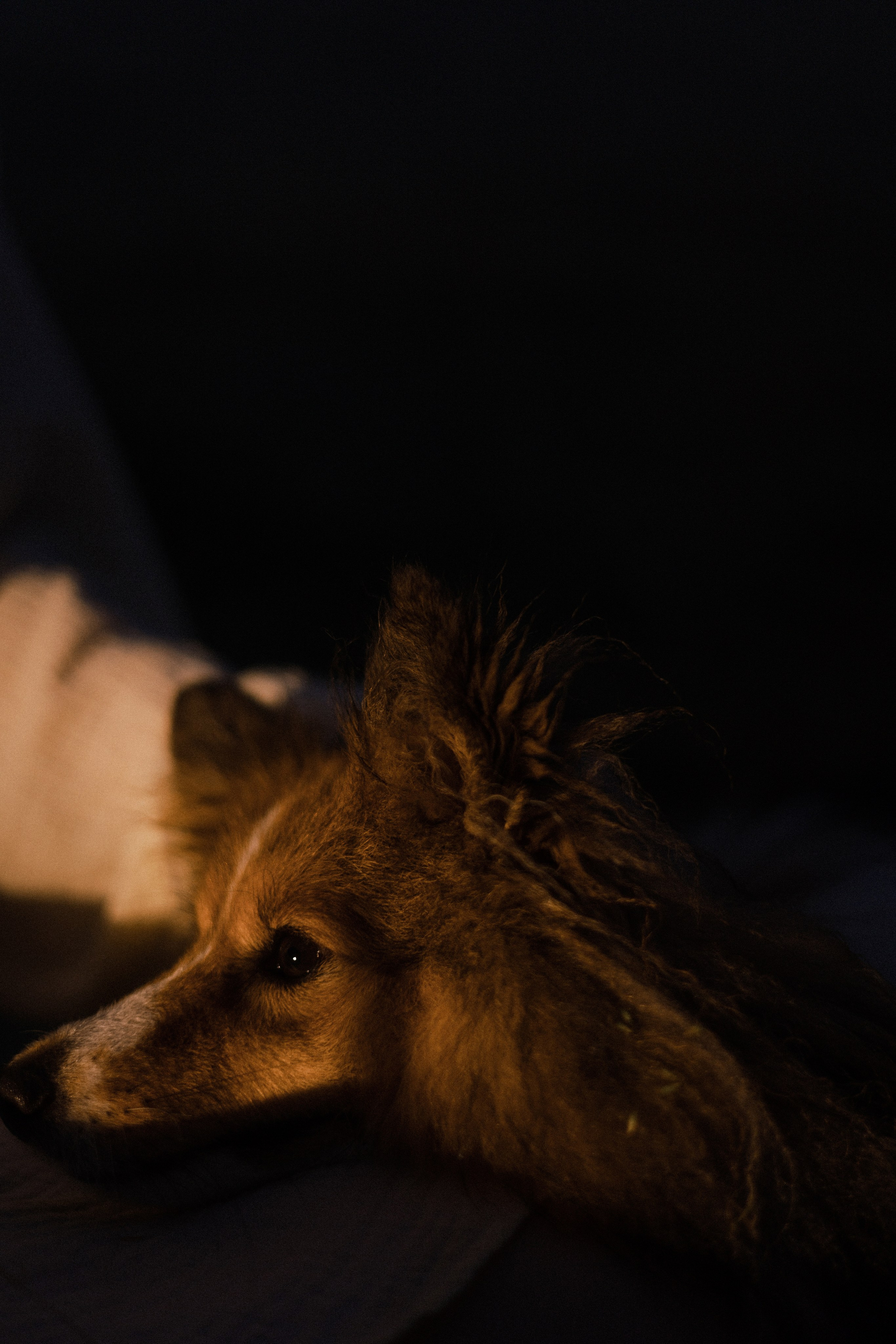 Аня и Скай. Фотограф-анималист Богданова Полина