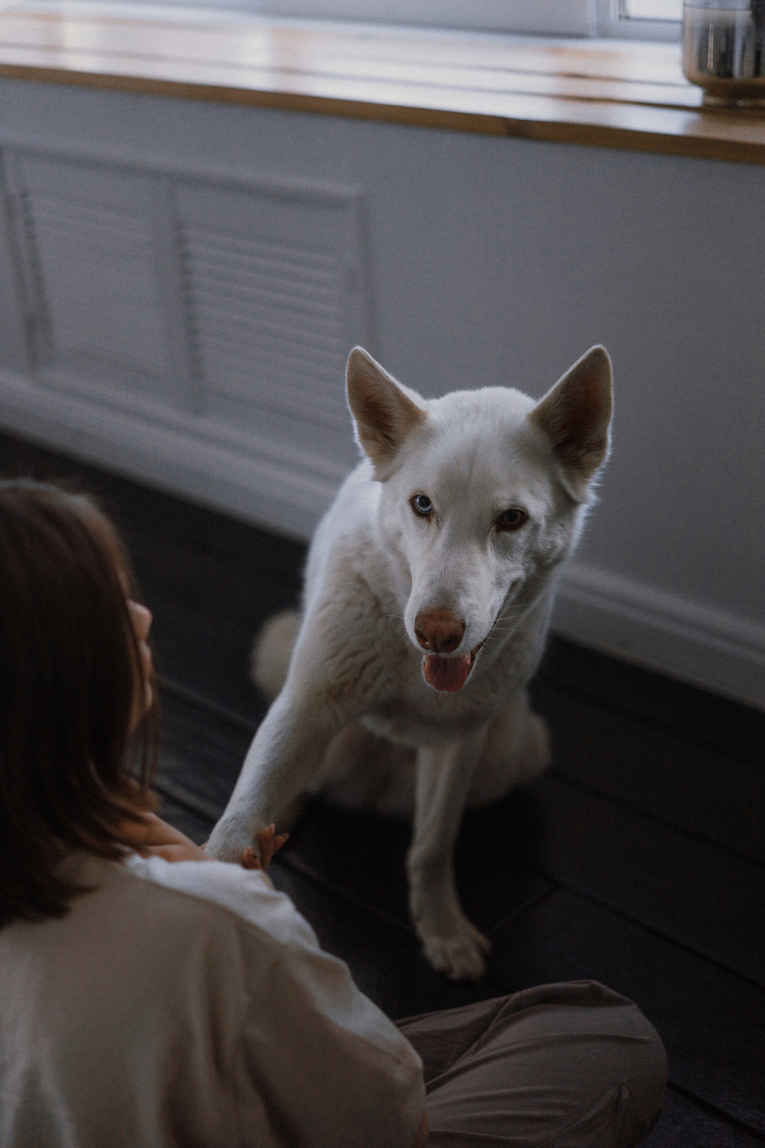 Аня, Дэймон и Грэй. Фотограф-анималист Богданова Полина