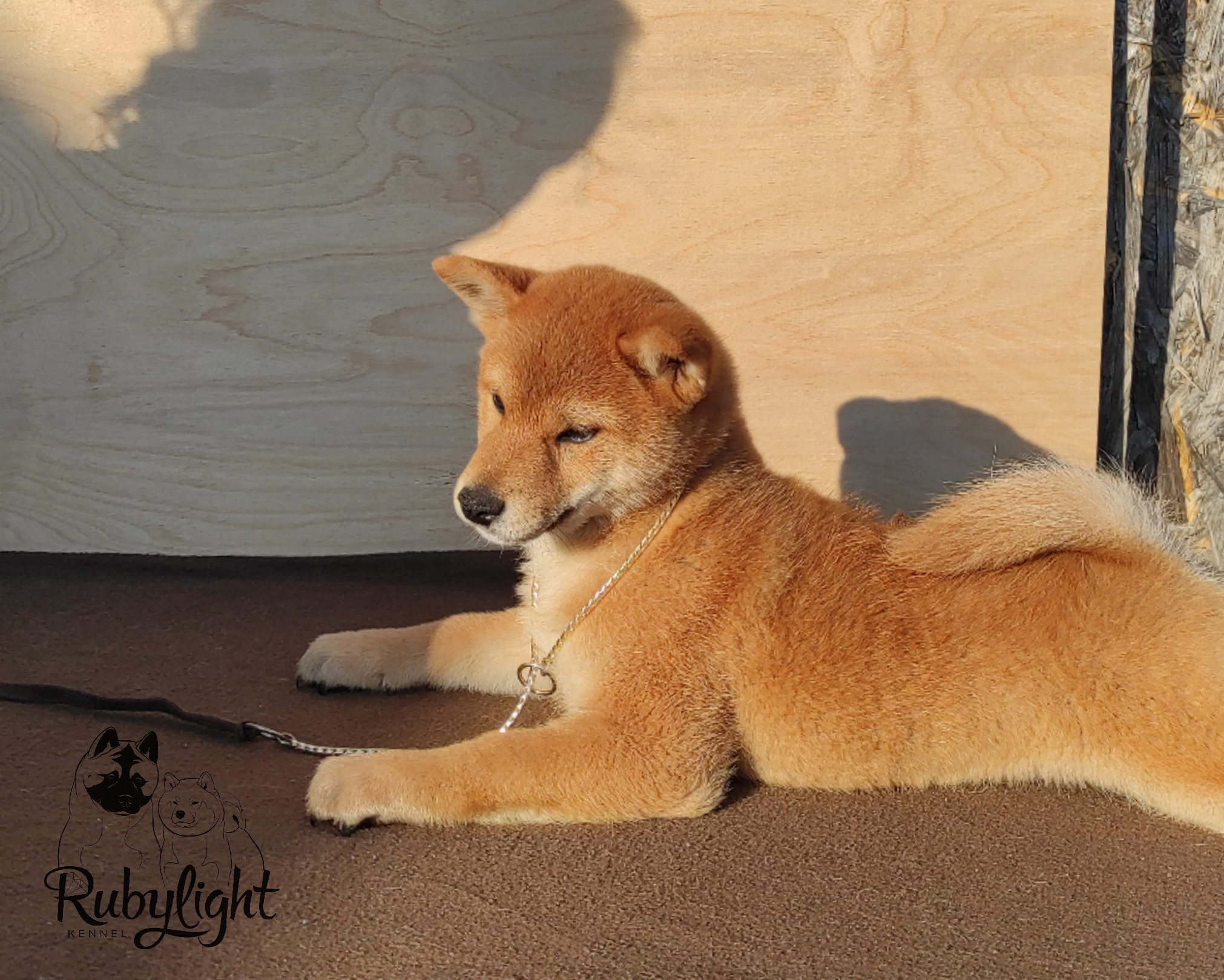 сиба питомник Рубилайт щенки на продажу rubylight  сиба щенки купить