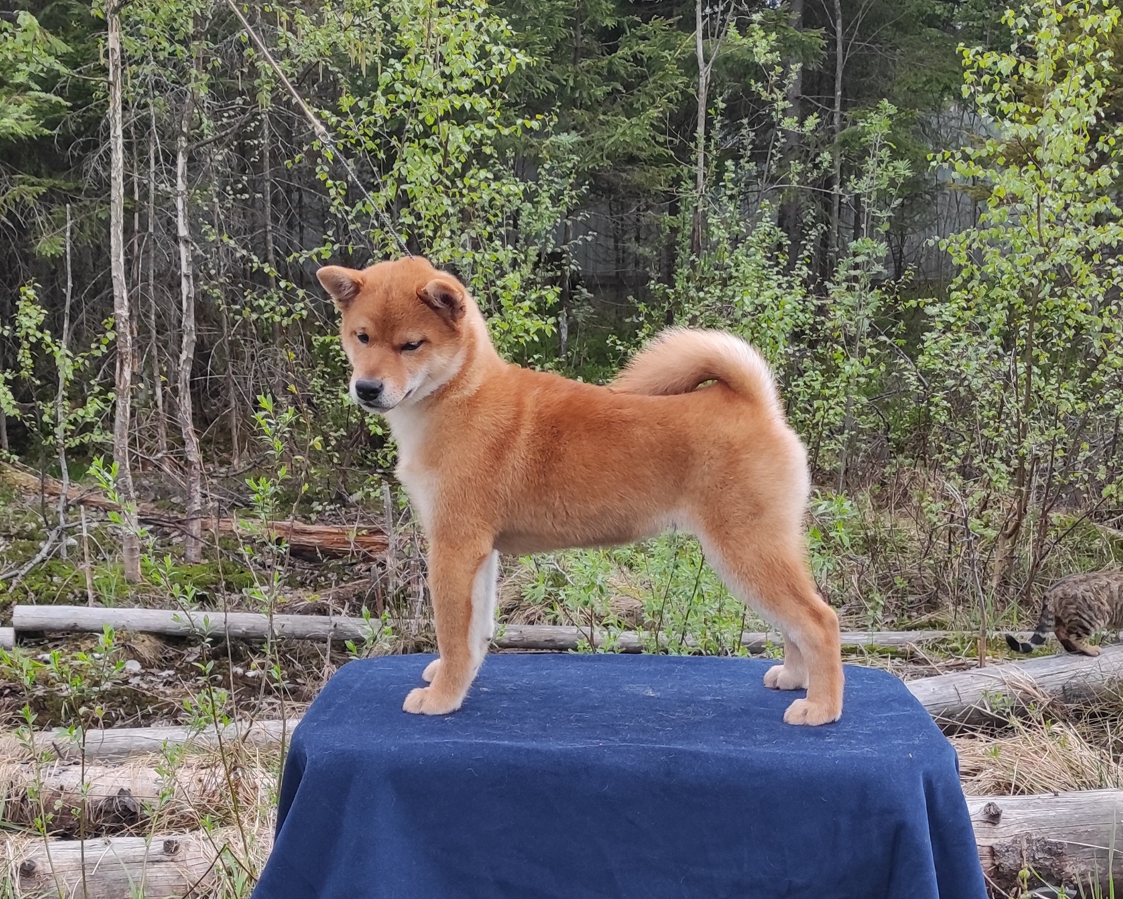 сиба питомник Рубилайт щенки на продажу rubylight  сиба щенки купить