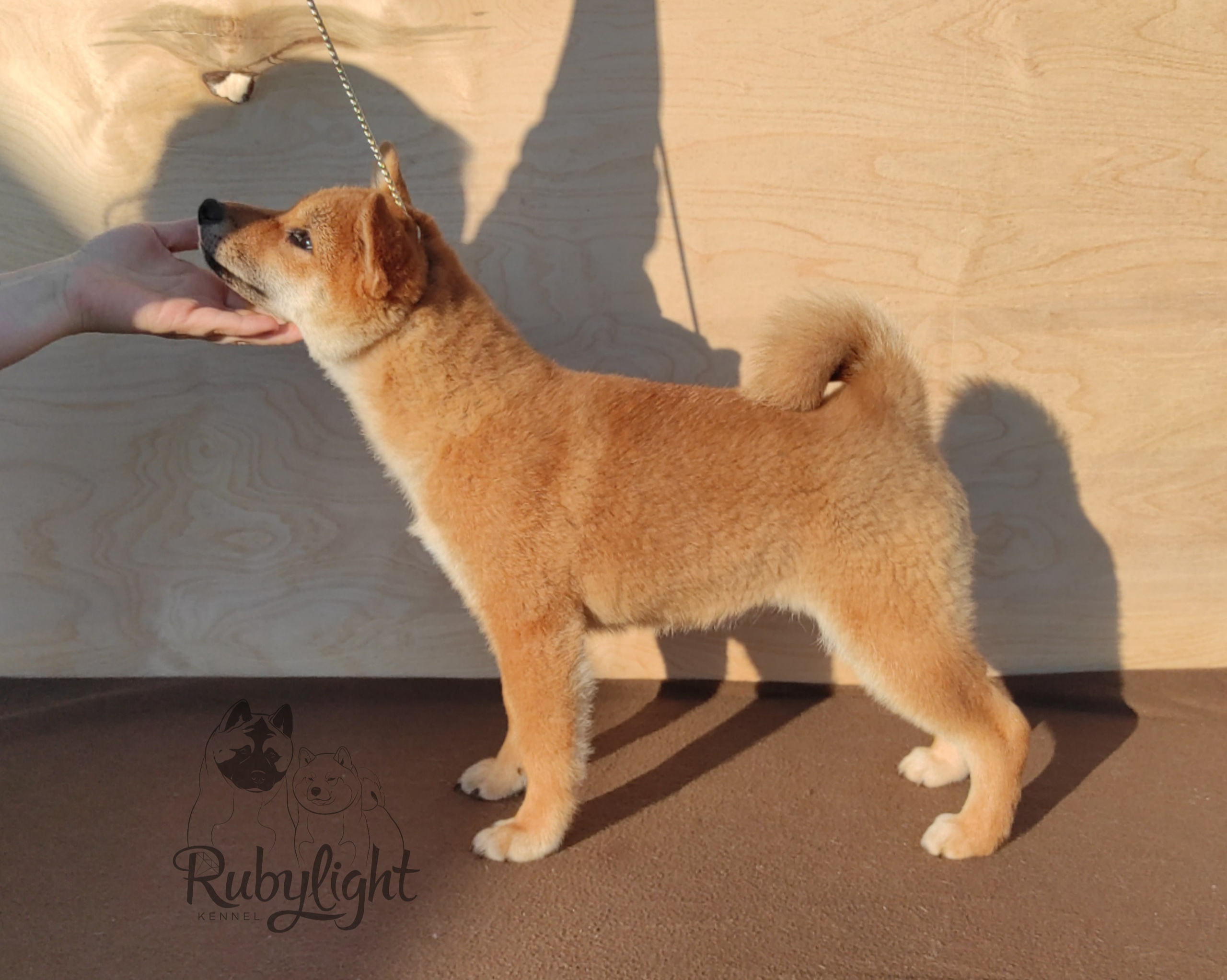 сиба питомник Рубилайт щенки на продажу rubylight  сиба щенки купить