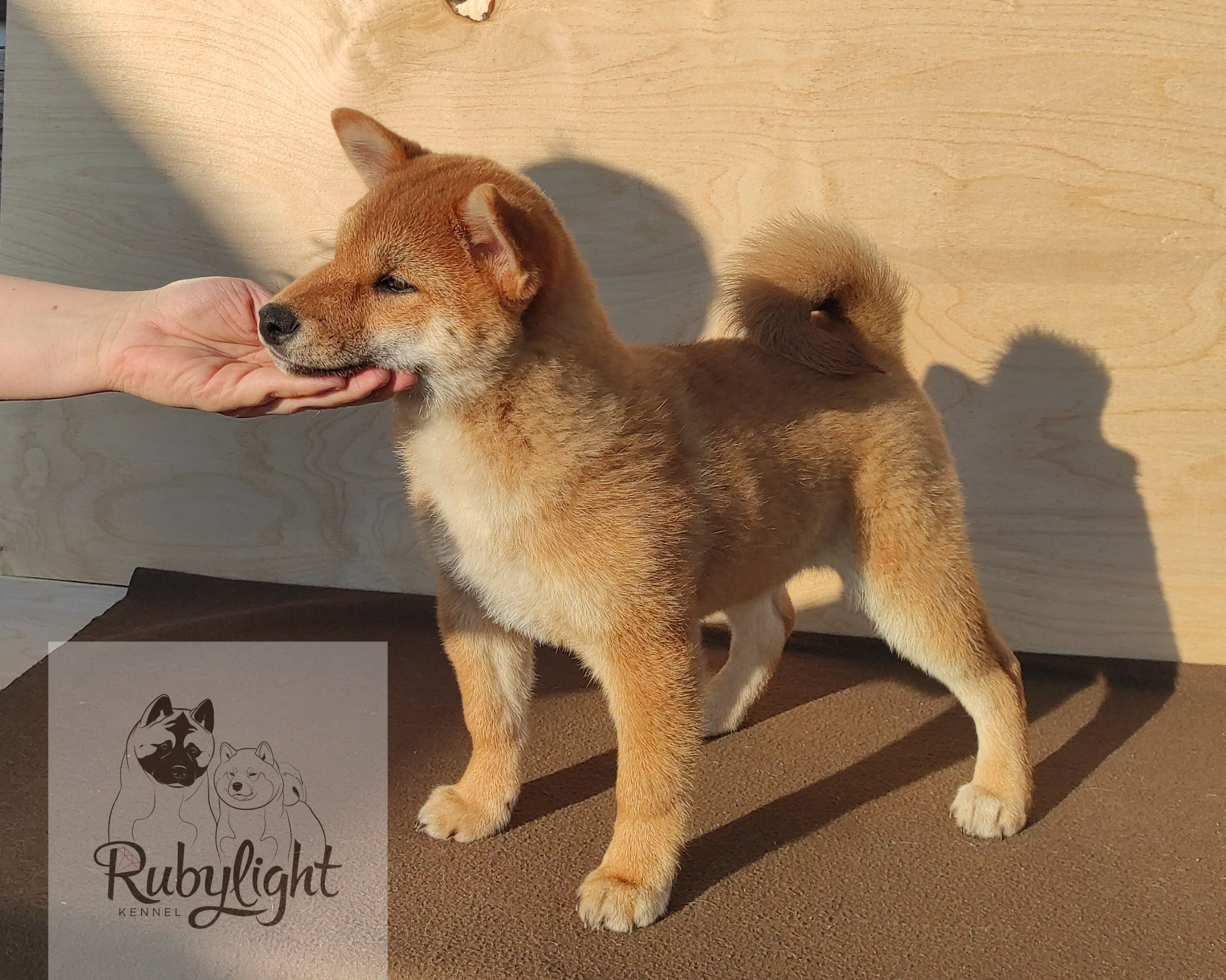 сиба питомник Рубилайт щенки на продажу rubylight  сиба щенки купить Шиба сиба-ину