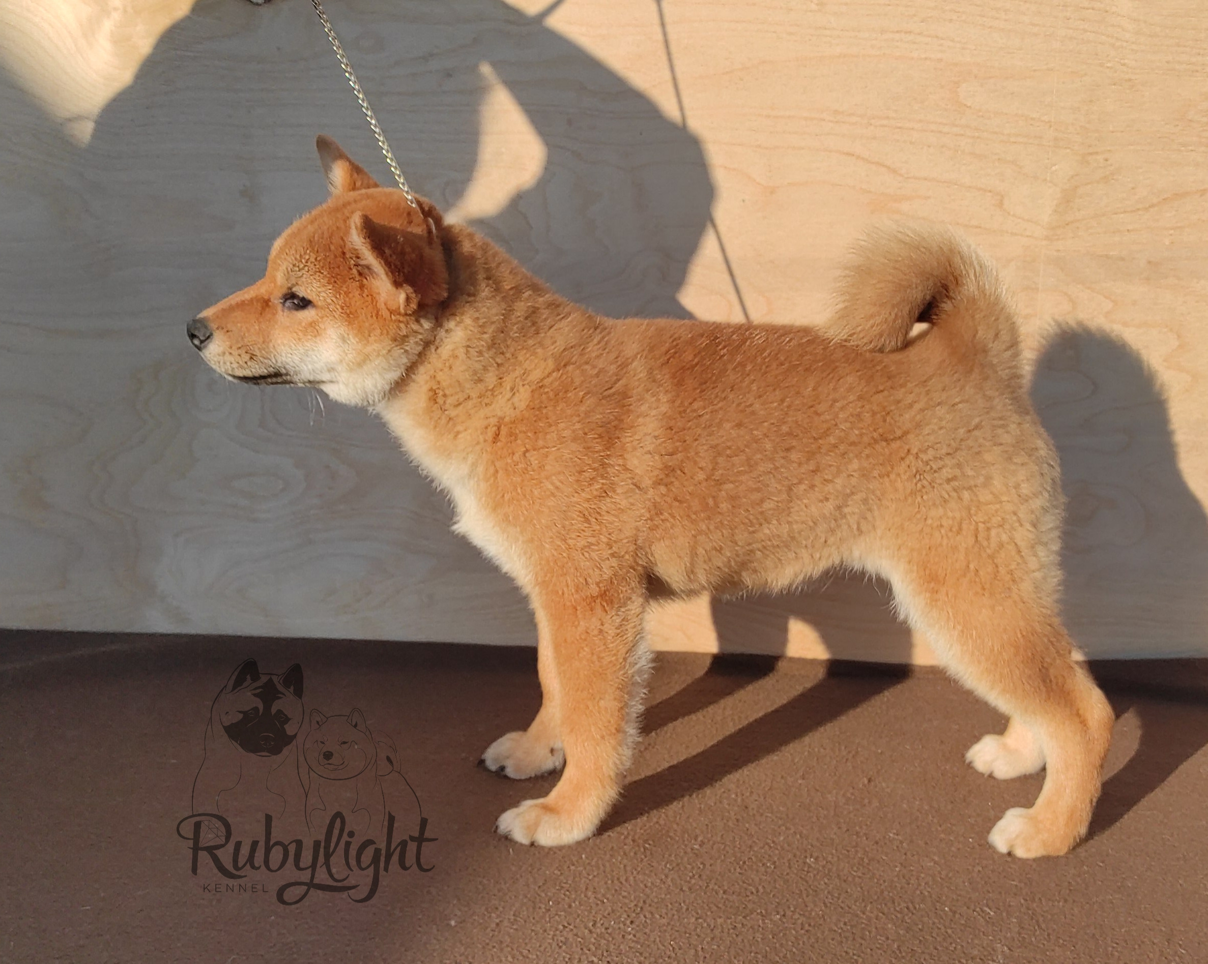сиба питомник Рубилайт щенки на продажу rubylight  сиба щенки купить