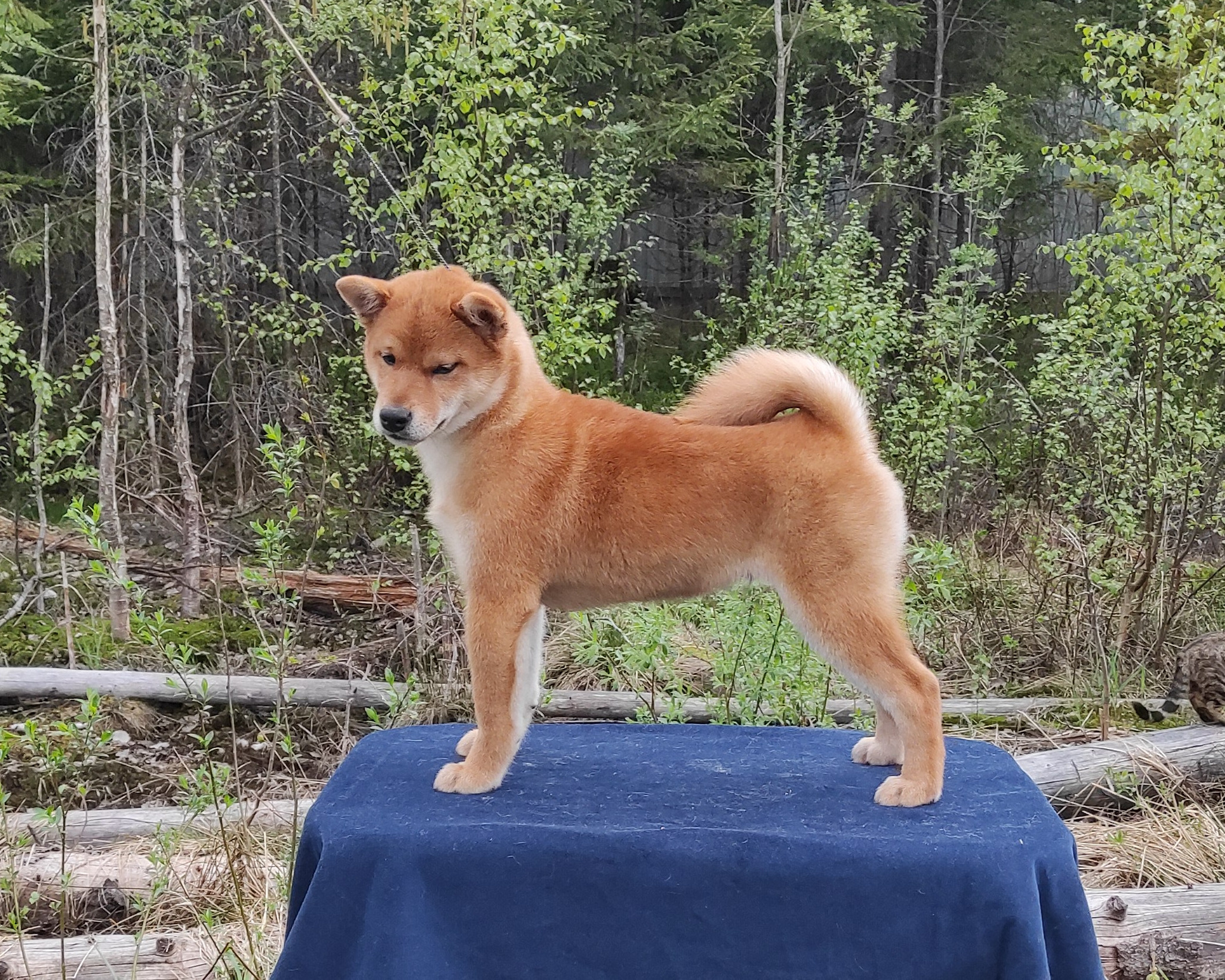 сиба питомник Рубилайт щенки на продажу rubylight  сиба щенки купить