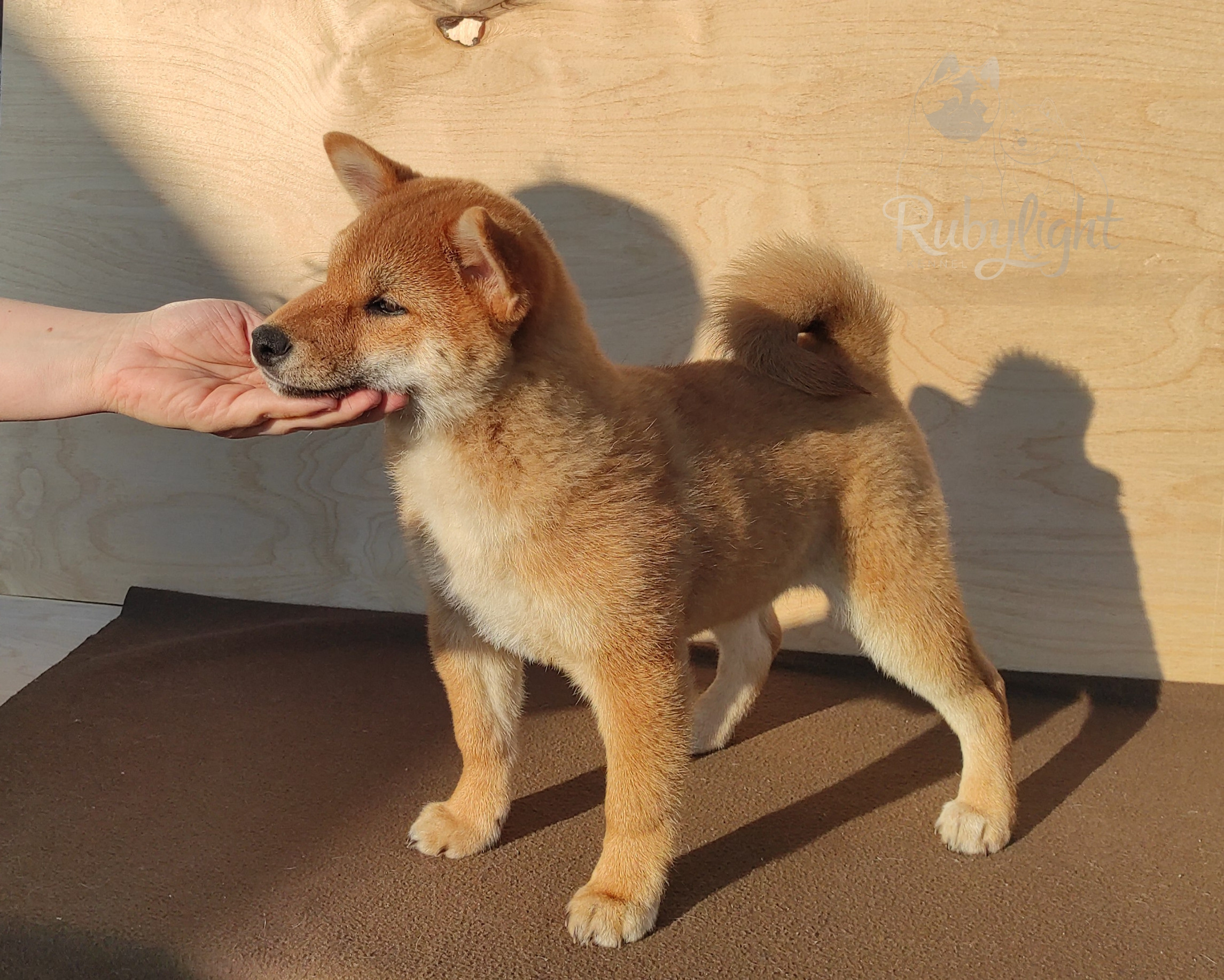 сиба питомник Рубилайт щенки на продажу rubylight  сиба щенки купить Шиба сиба-ину