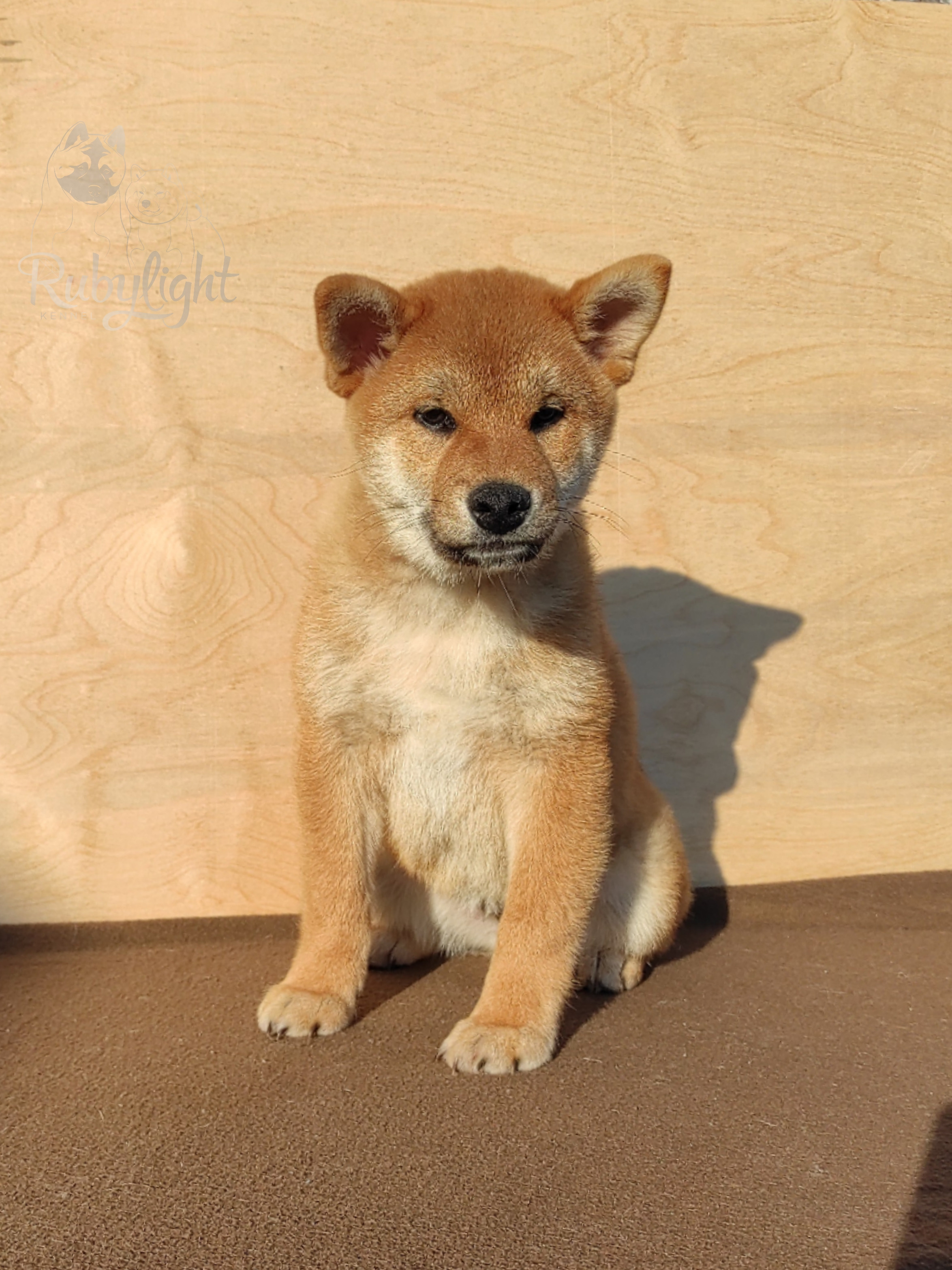 сиба питомник Рубилайт щенки на продажу rubylight  сиба щенки купить Шиба сиба-ину