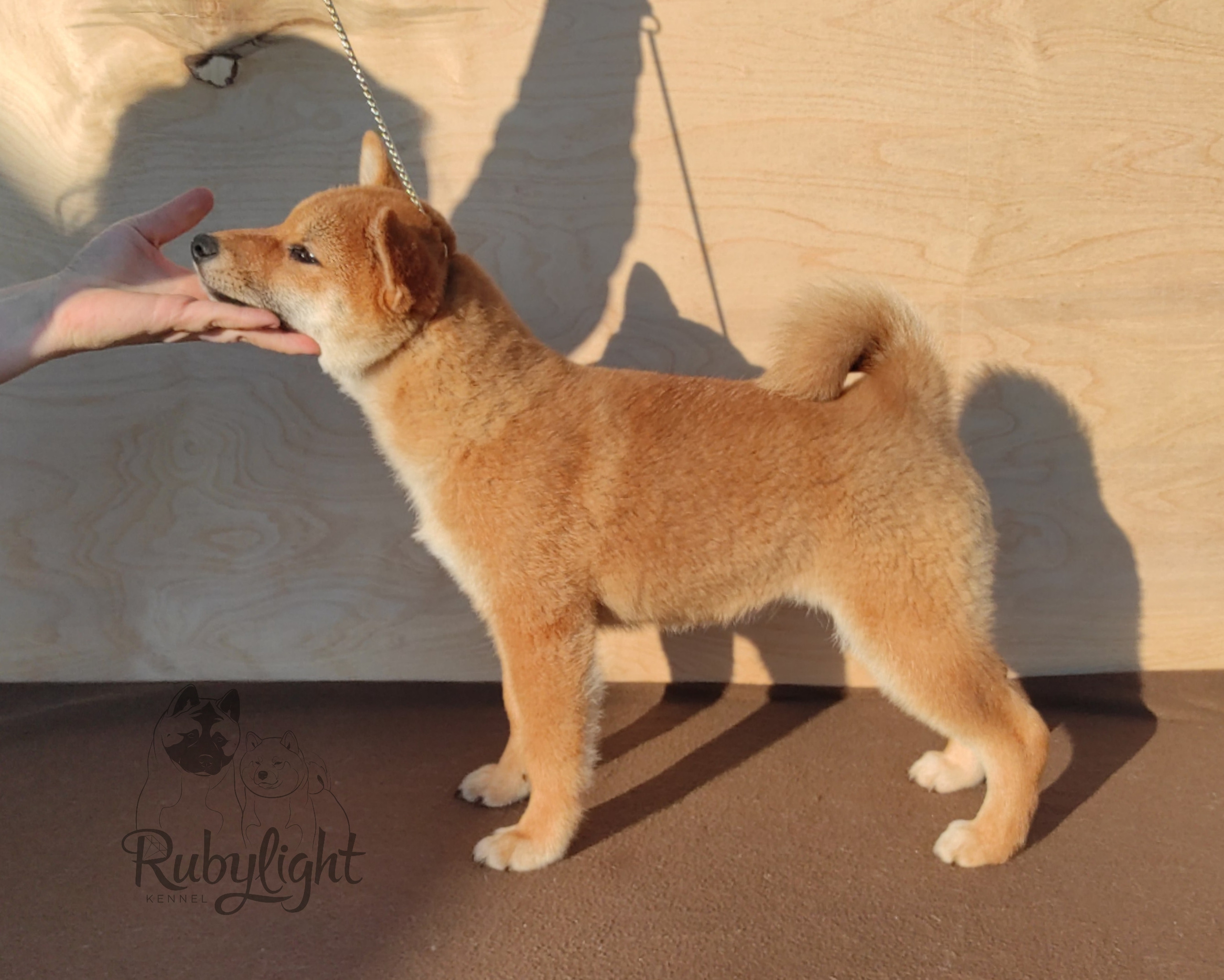 сиба питомник Рубилайт щенки на продажу rubylight  сиба щенки купить