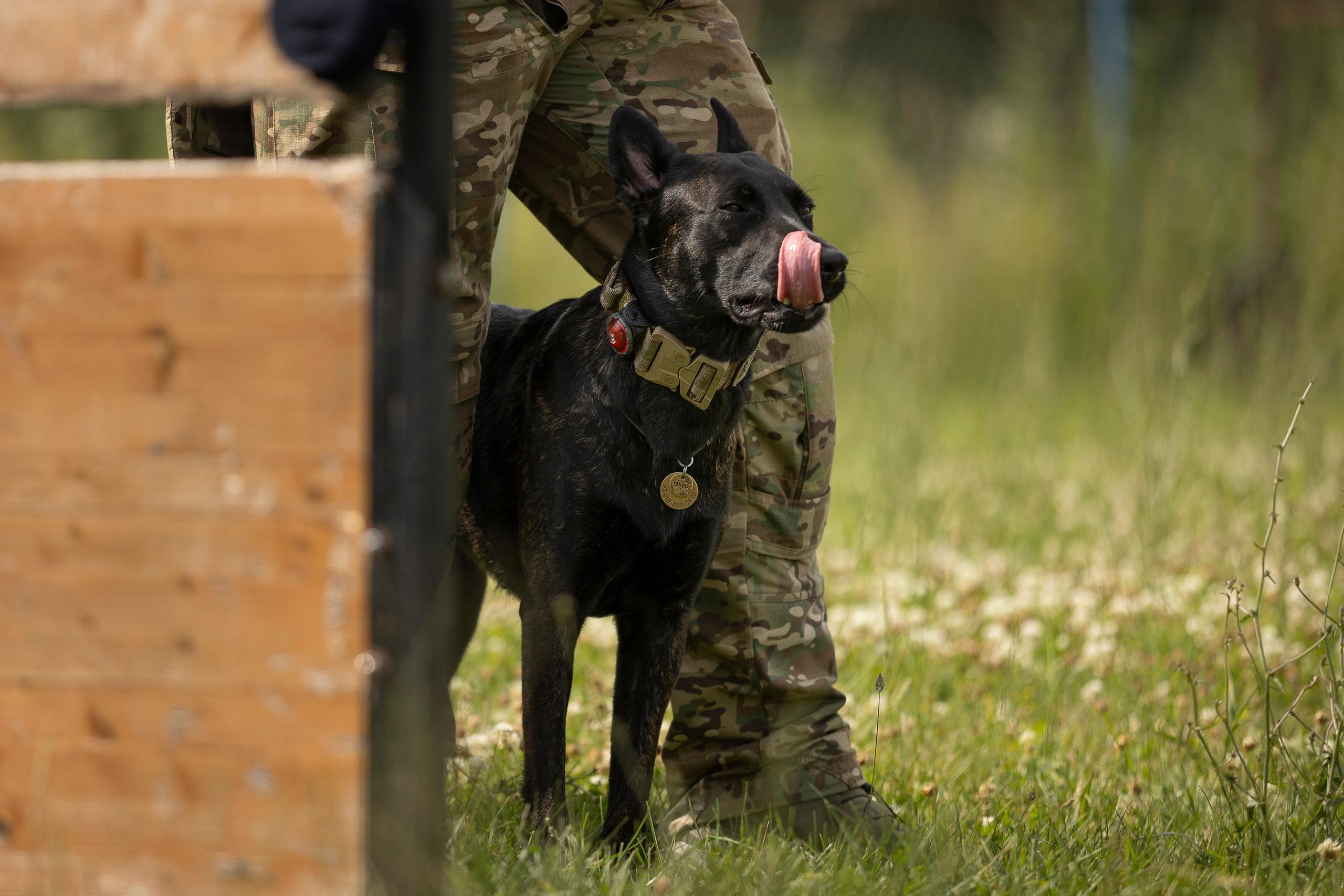 Семинар по поиску ВВ. Фотограф анималист, семейный фотограф, фотограф собак Комратова Мария. г. Москва